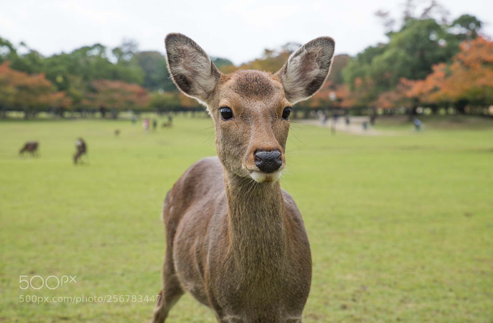 Nikon D610 sample photo. Sacred sika deers nara photography