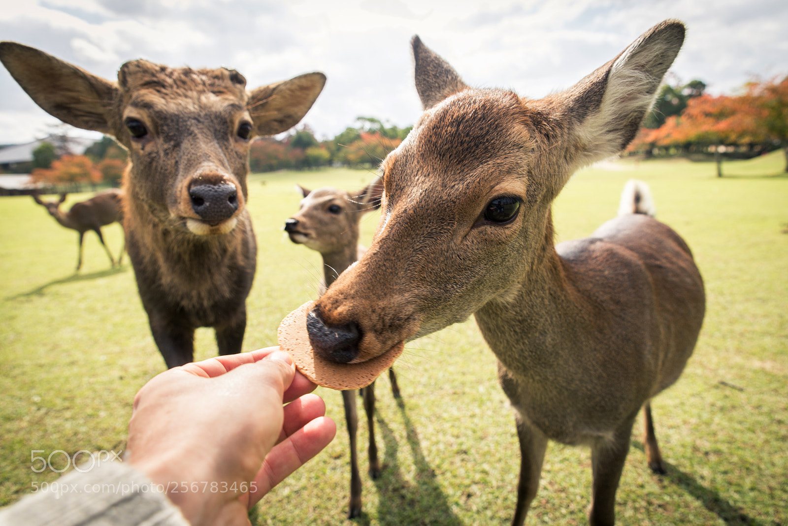 Nikon D610 sample photo. Sacred sika deers nara photography