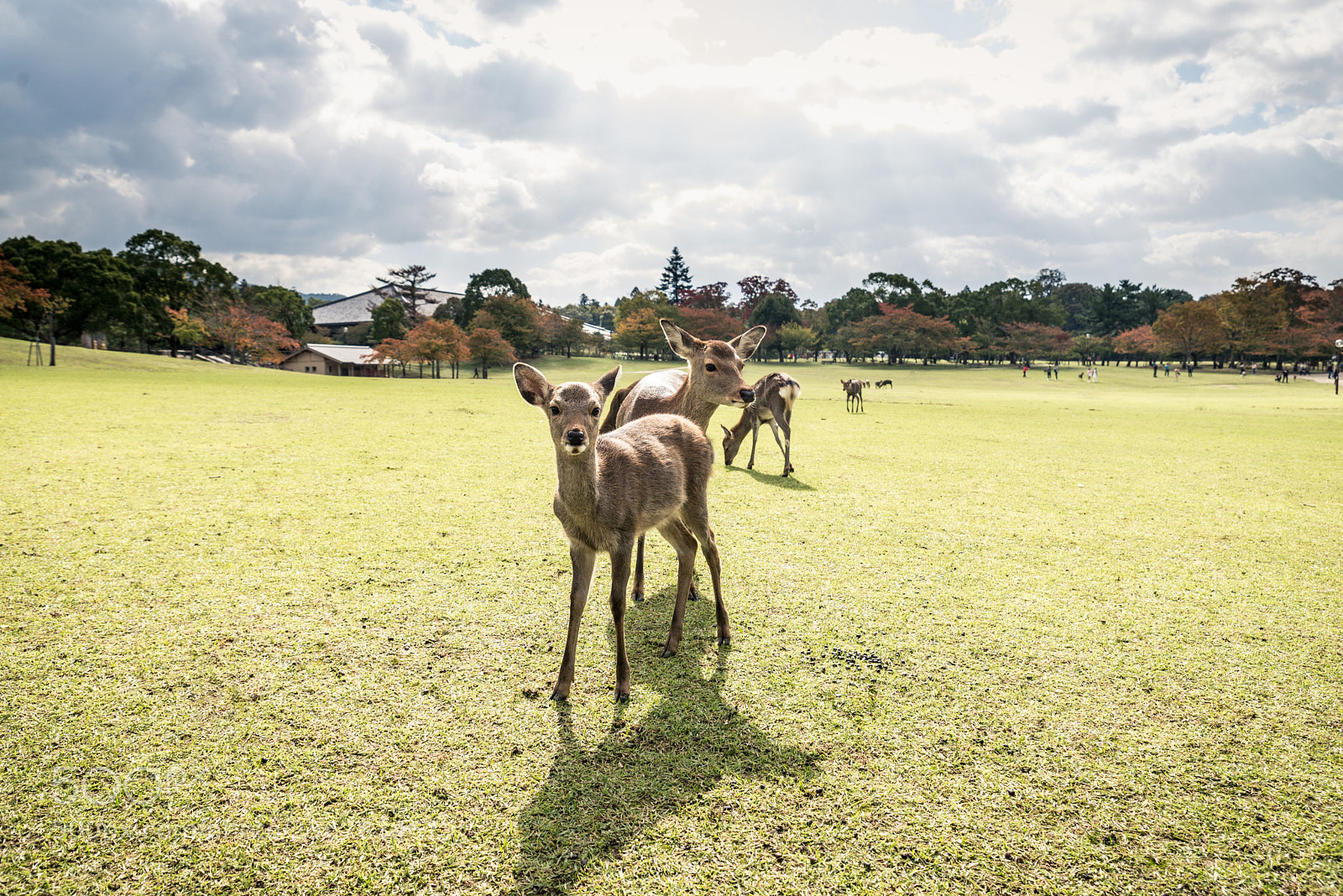 Nikon D610 sample photo. Sacred sika deers nara photography