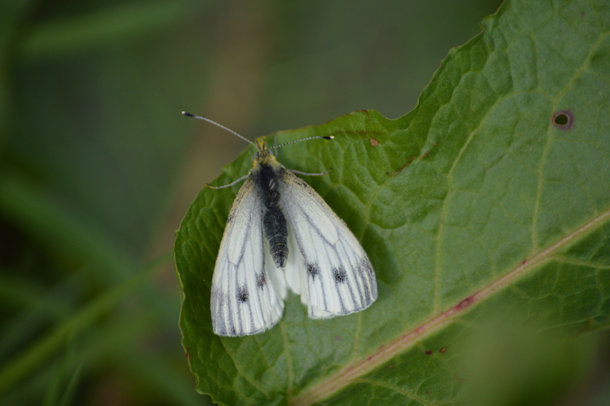 Nikon D3200 sample photo. Small white butterfly photography