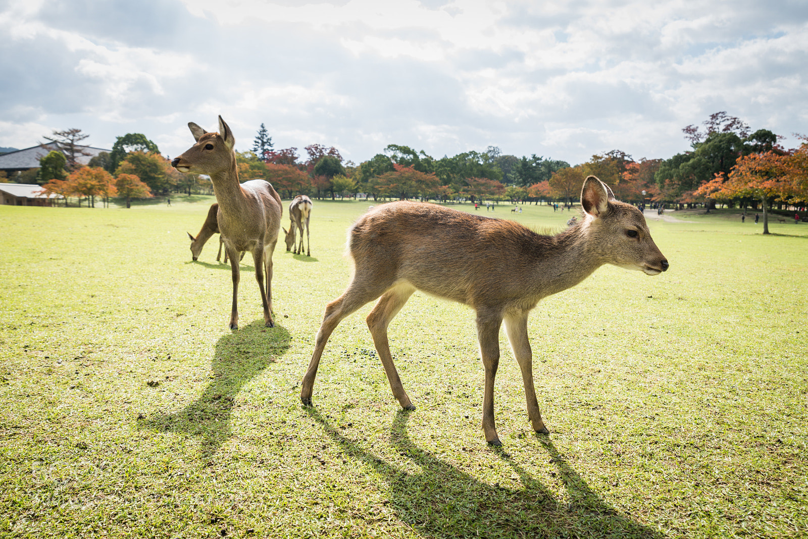 Nikon D610 sample photo. Sacred sika deers nara photography