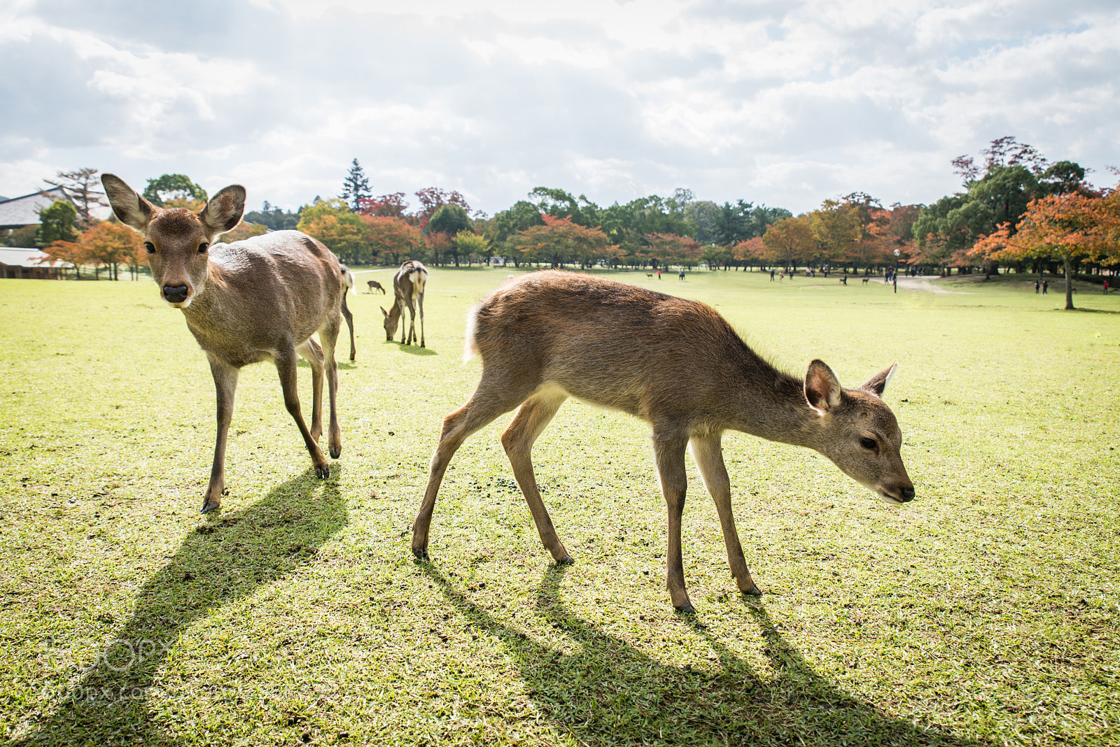 Nikon D610 sample photo. Sacred sika deers nara photography