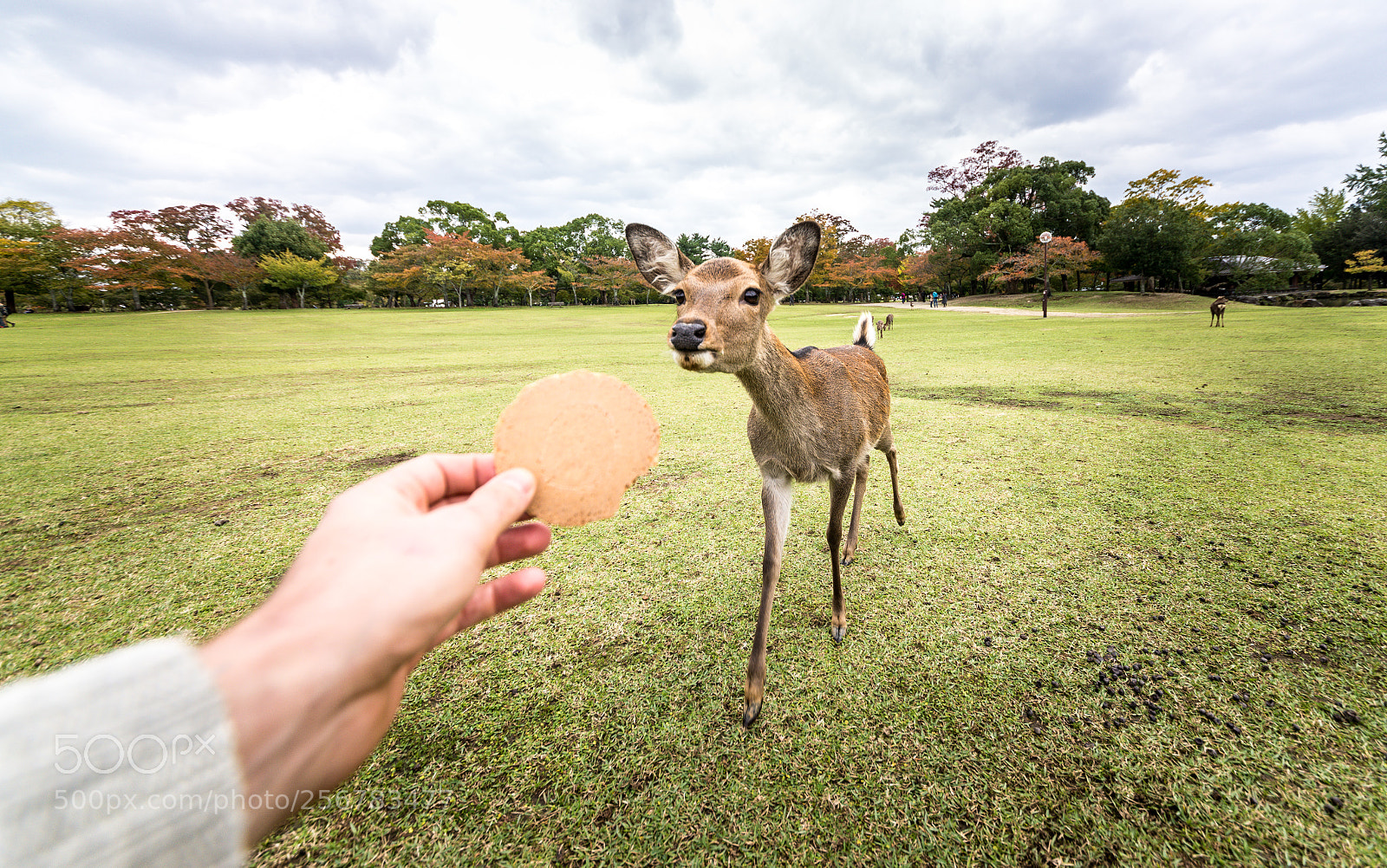 Nikon D610 sample photo. Sacred sika deers nara photography