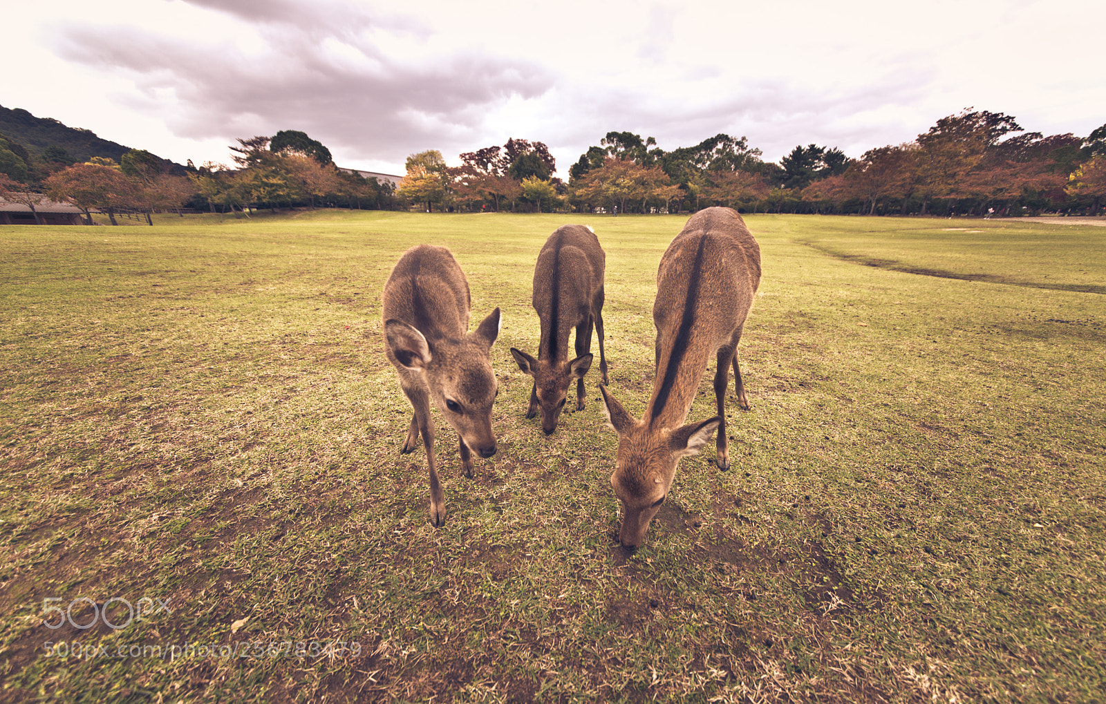 Nikon D610 sample photo. Sacred sika deers nara photography