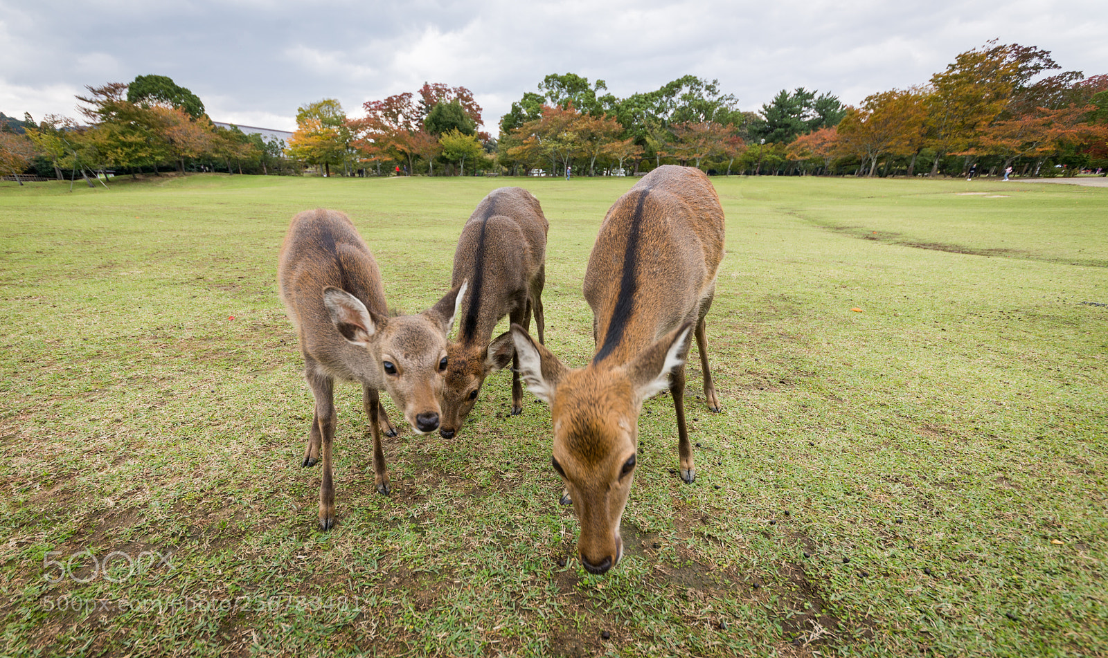 Nikon D610 sample photo. Sacred sika deers nara photography