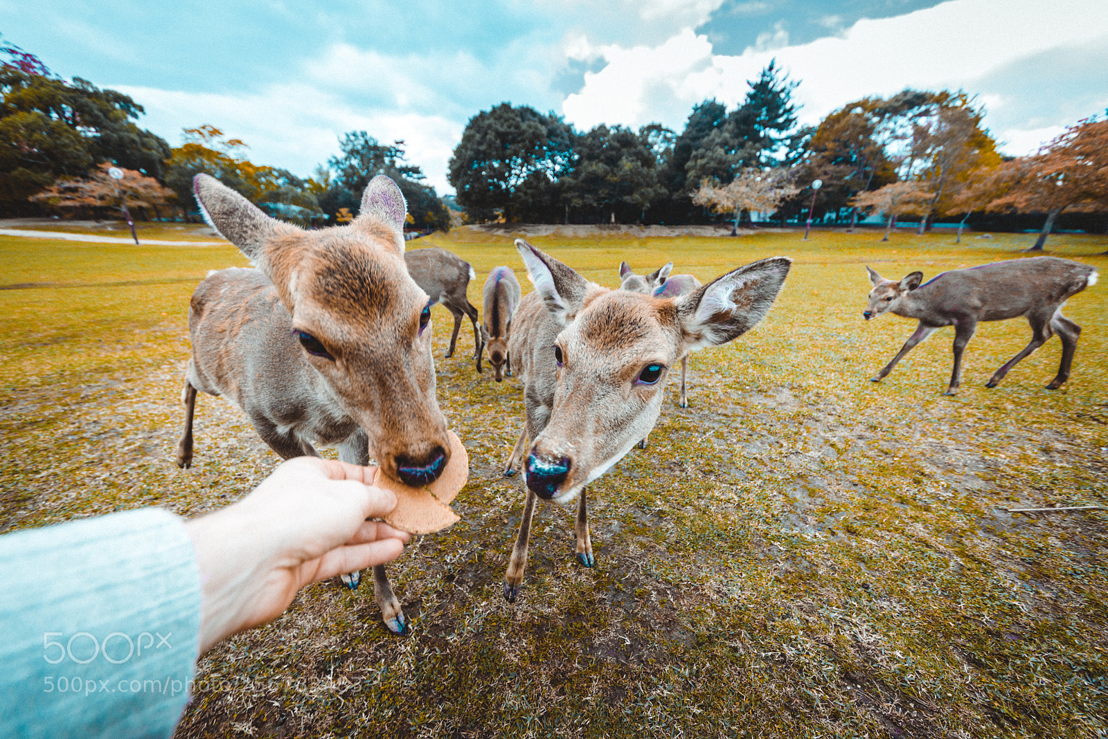 Nikon D610 sample photo. Sacred sika deers nara photography