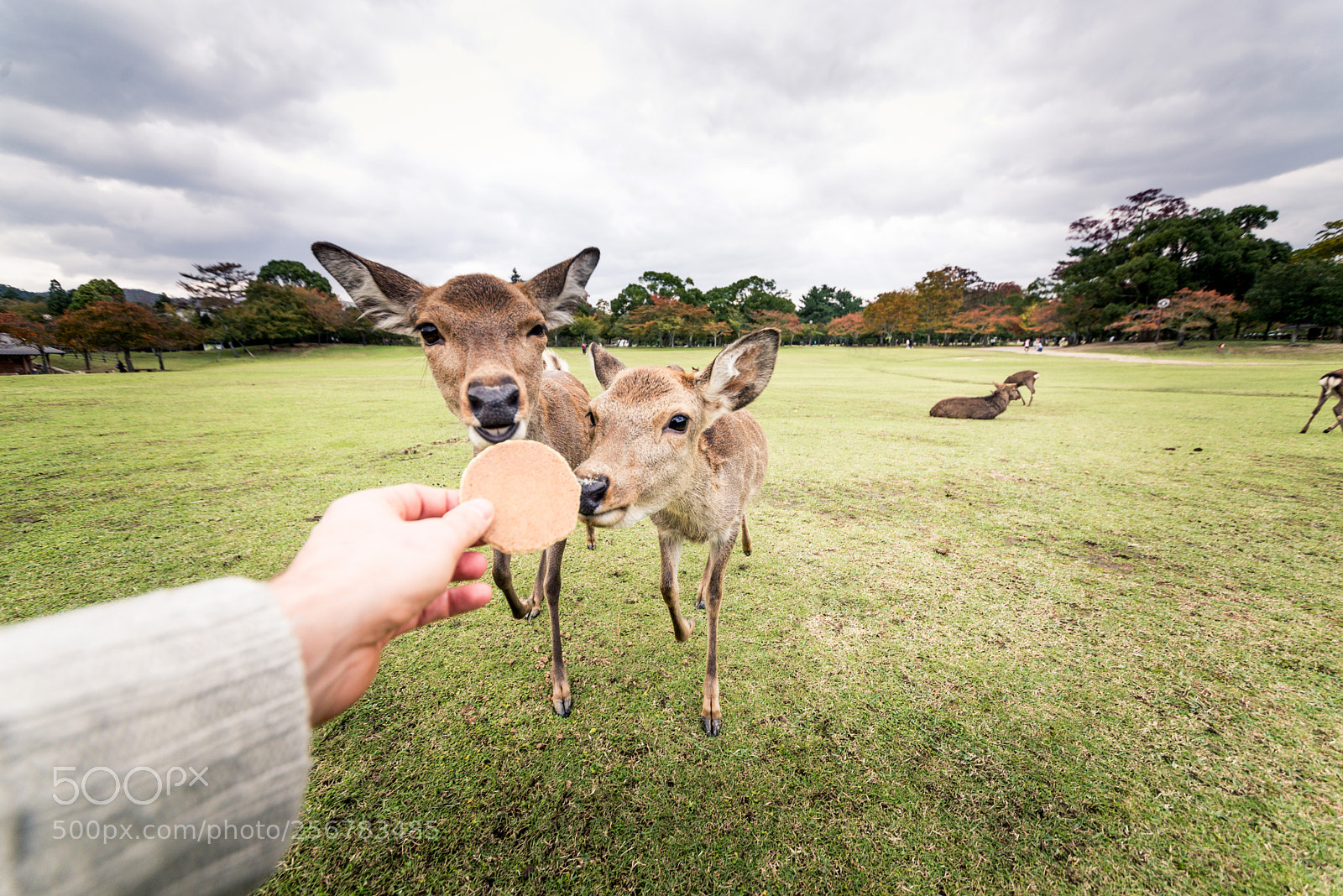 Nikon D610 sample photo. Sacred sika deers nara photography