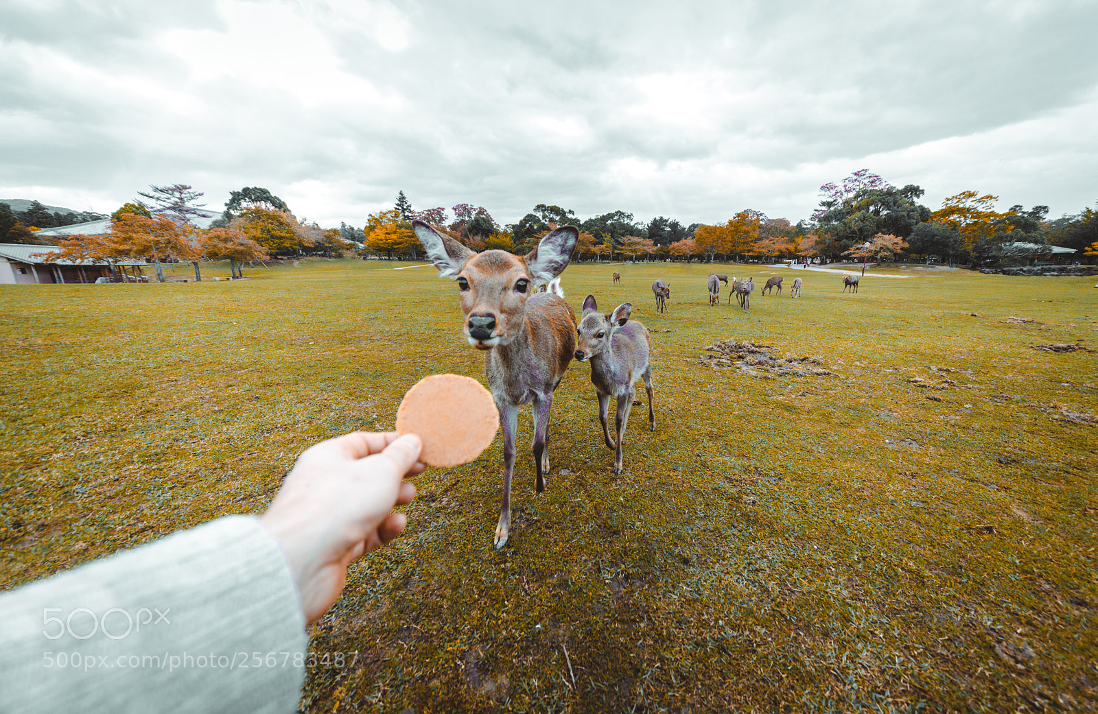 Nikon D610 sample photo. Sacred sika deers nara photography