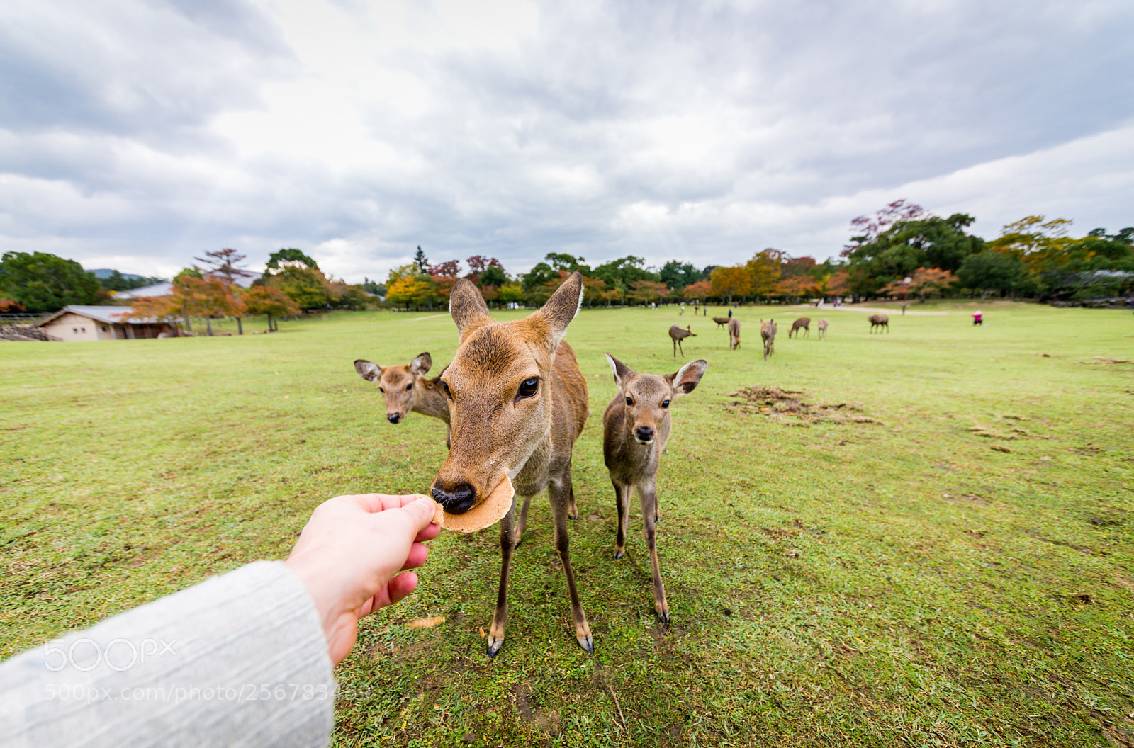 Nikon D610 sample photo. Sacred sika deers nara photography