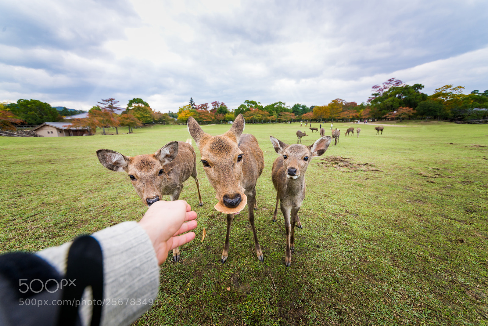 Nikon D610 sample photo. Sacred sika deers nara photography