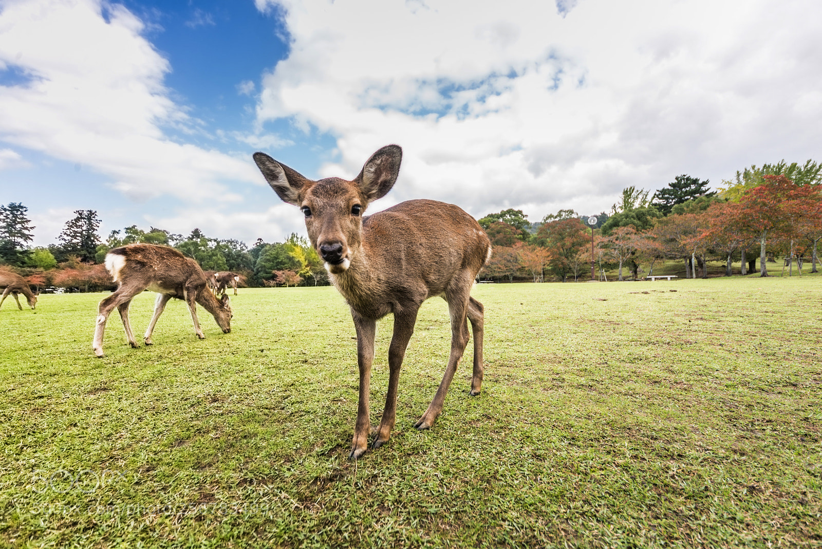 Nikon D610 sample photo. Sacred sika deers nara photography