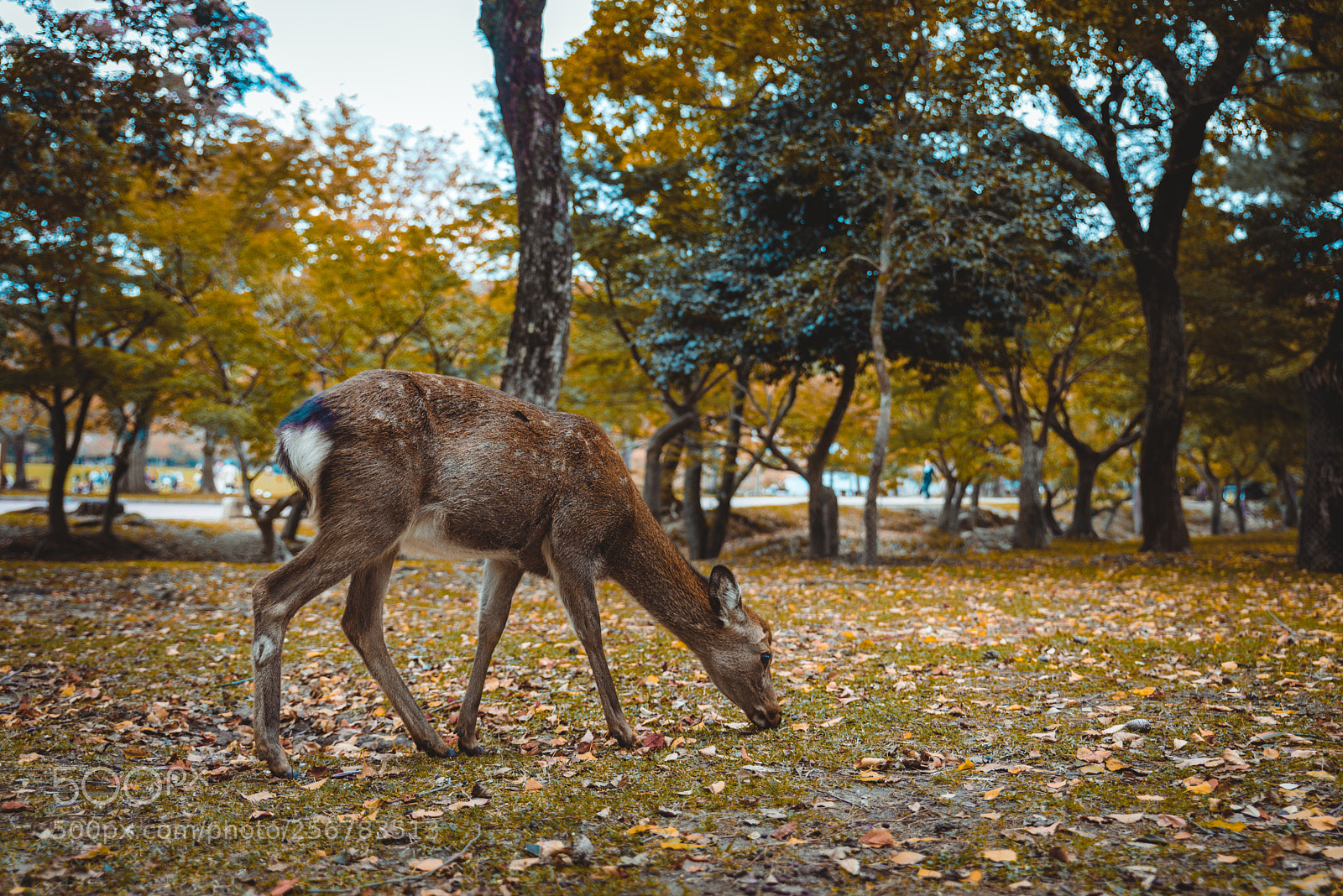 Nikon D610 sample photo. Sacred sika deers nara photography