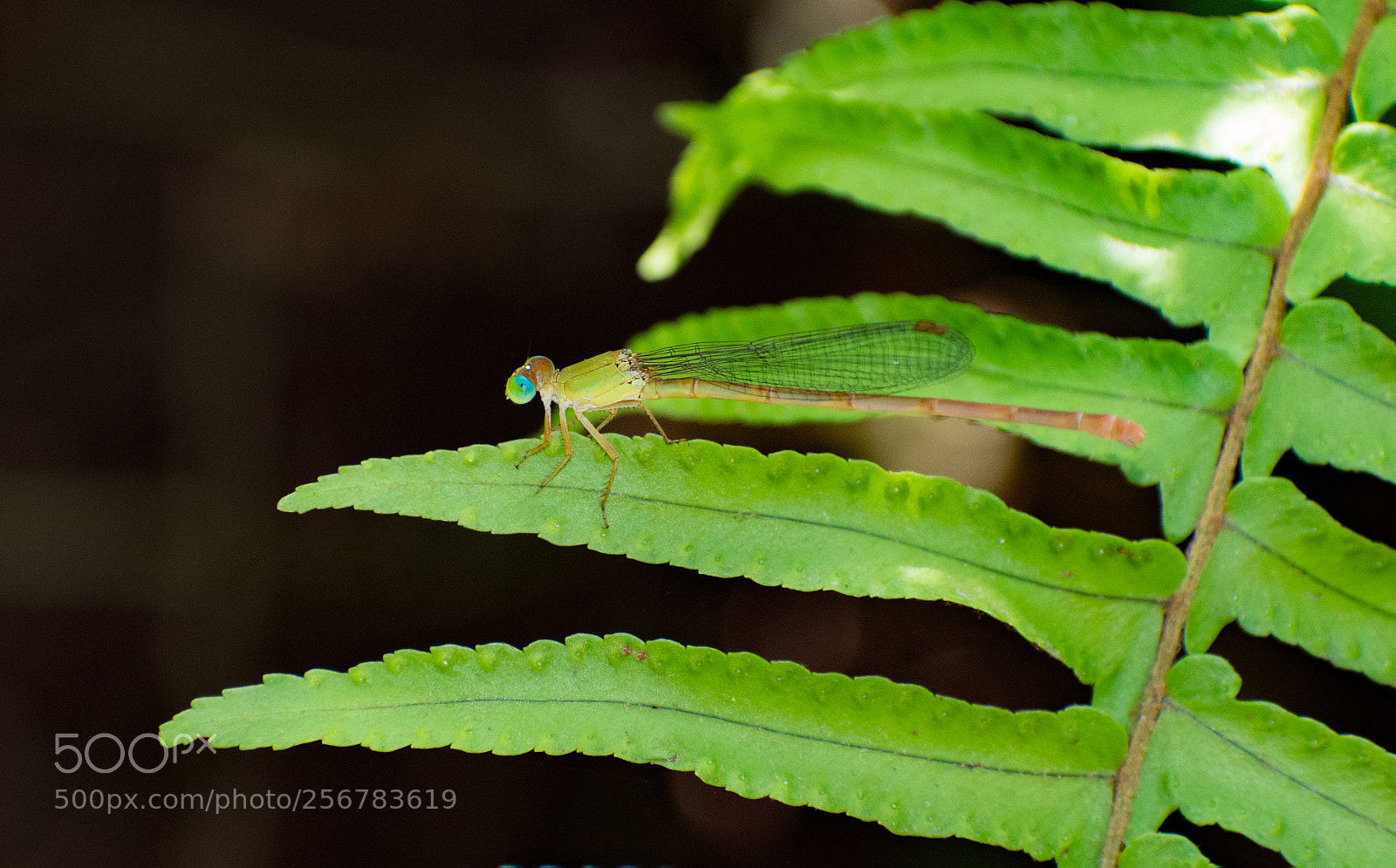 Nikon D7200 sample photo. Green damselfly photography
