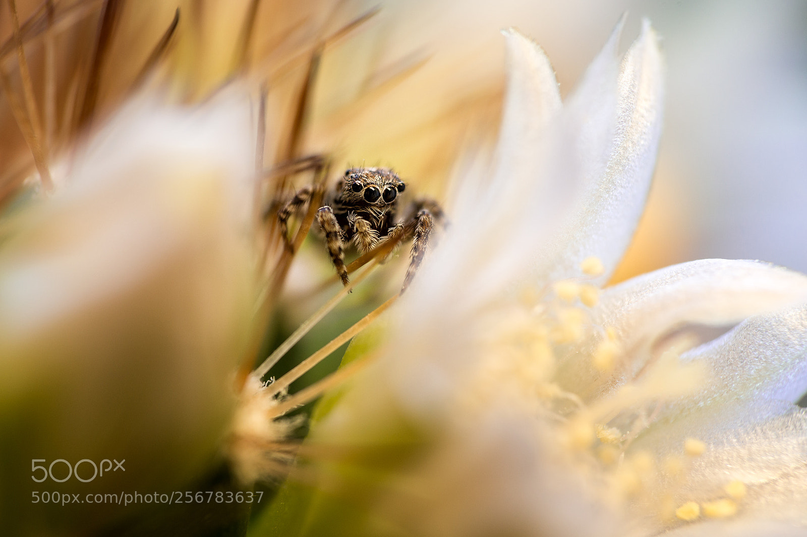 Canon EOS 6D sample photo. Jumping spider photography