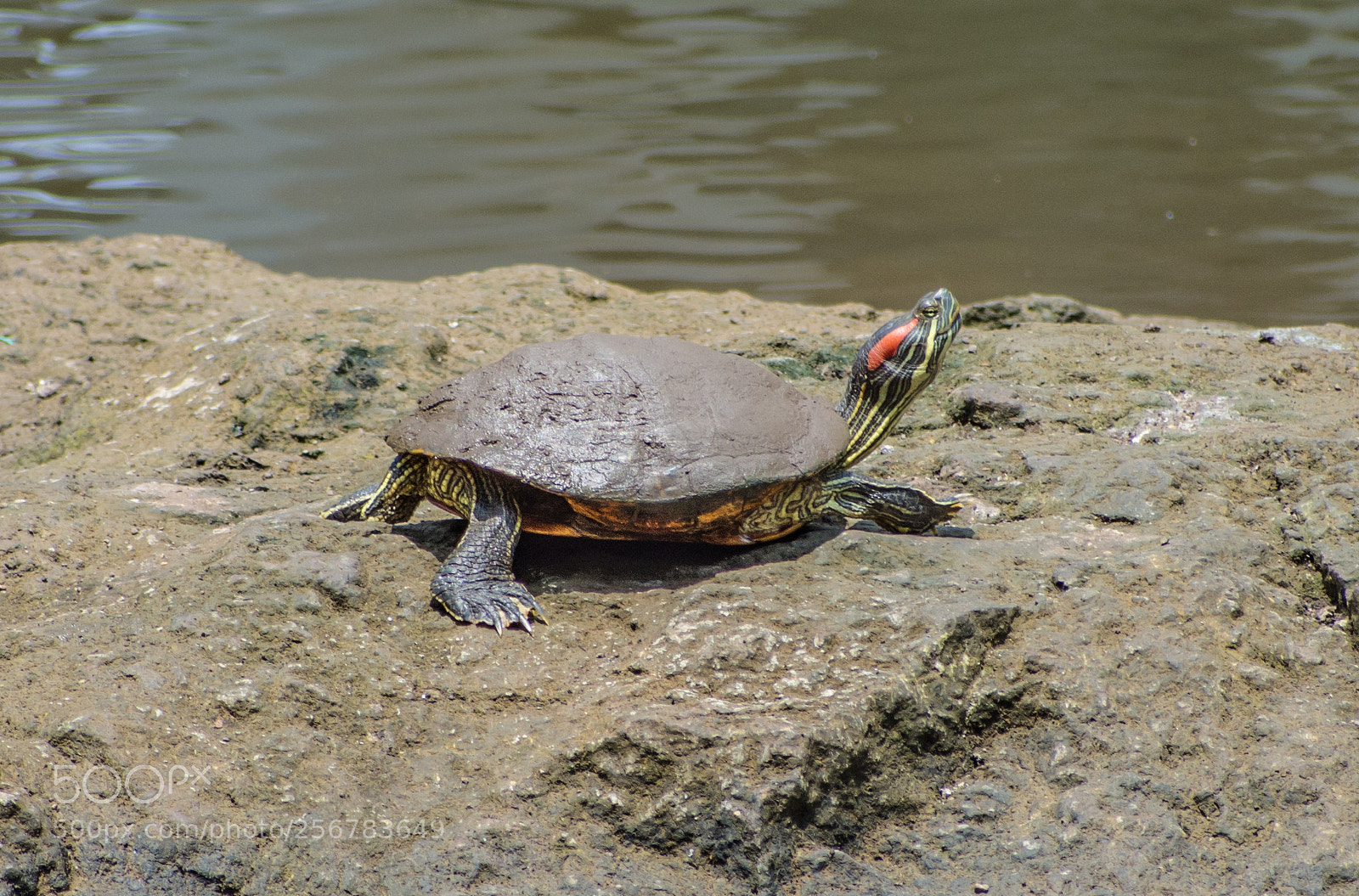 Nikon D7200 sample photo. What a colorful turtle! photography