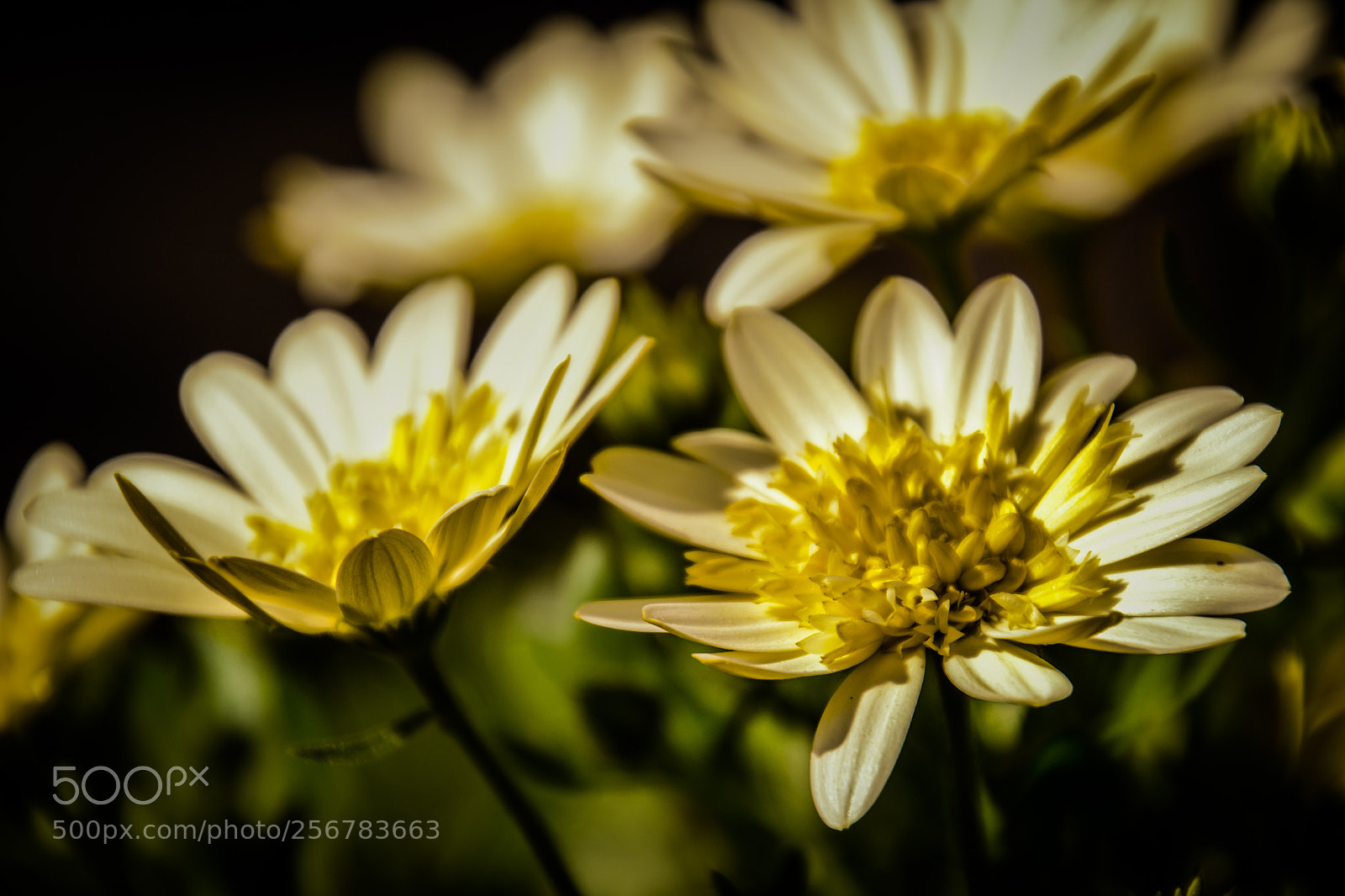 Nikon D3100 sample photo. Sunny   photography