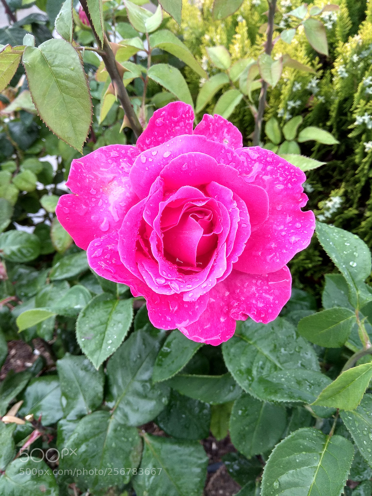 Xiaomi Redmi Note 4 sample photo. Pink rose... photography