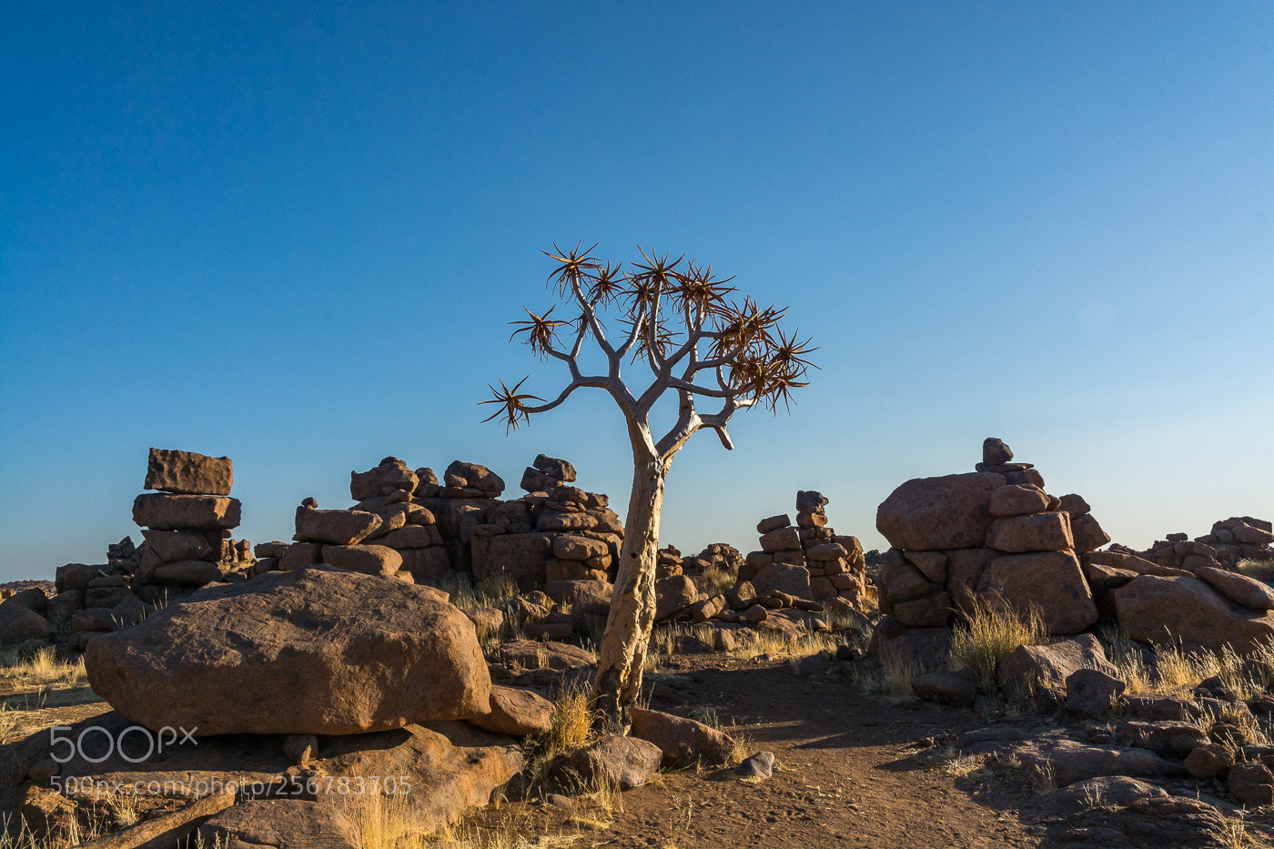 Nikon D7100 sample photo. The tree photography
