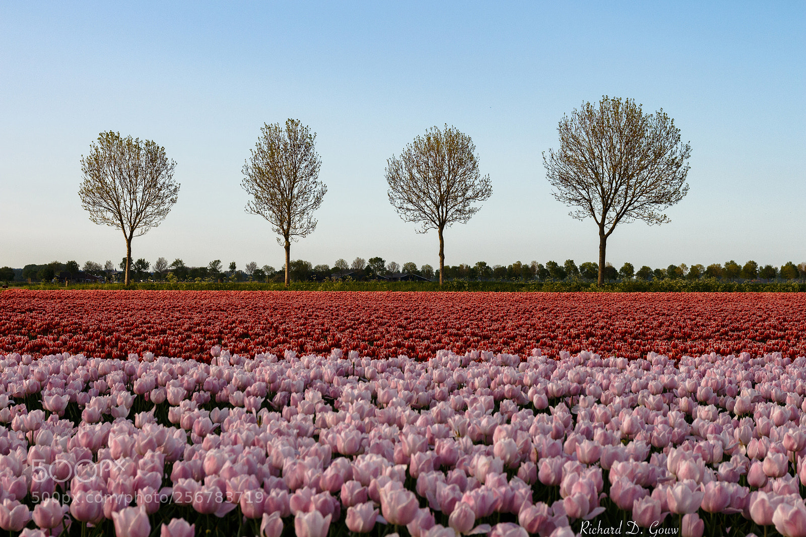 Canon EOS 700D (EOS Rebel T5i / EOS Kiss X7i) sample photo. Tulips 'n trees photography