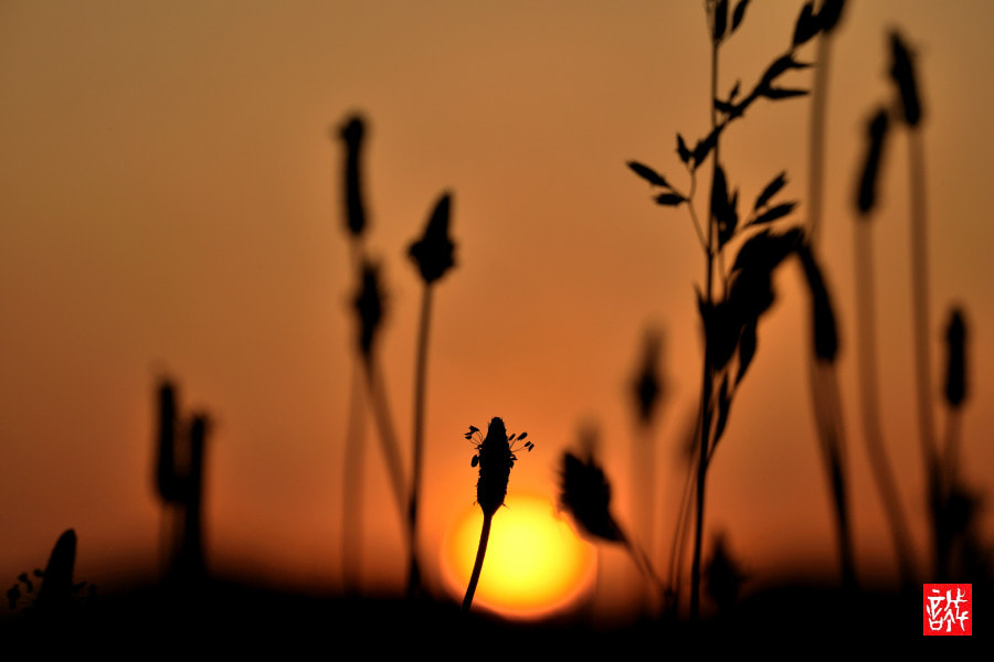 Sony FE 70-300mm F4.5-5.6 G OSS sample photo. Sunrise 0506 photography