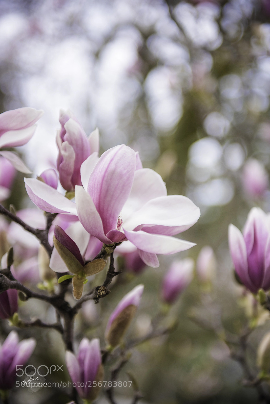 Nikon D810 sample photo. Oh, magnolia photography