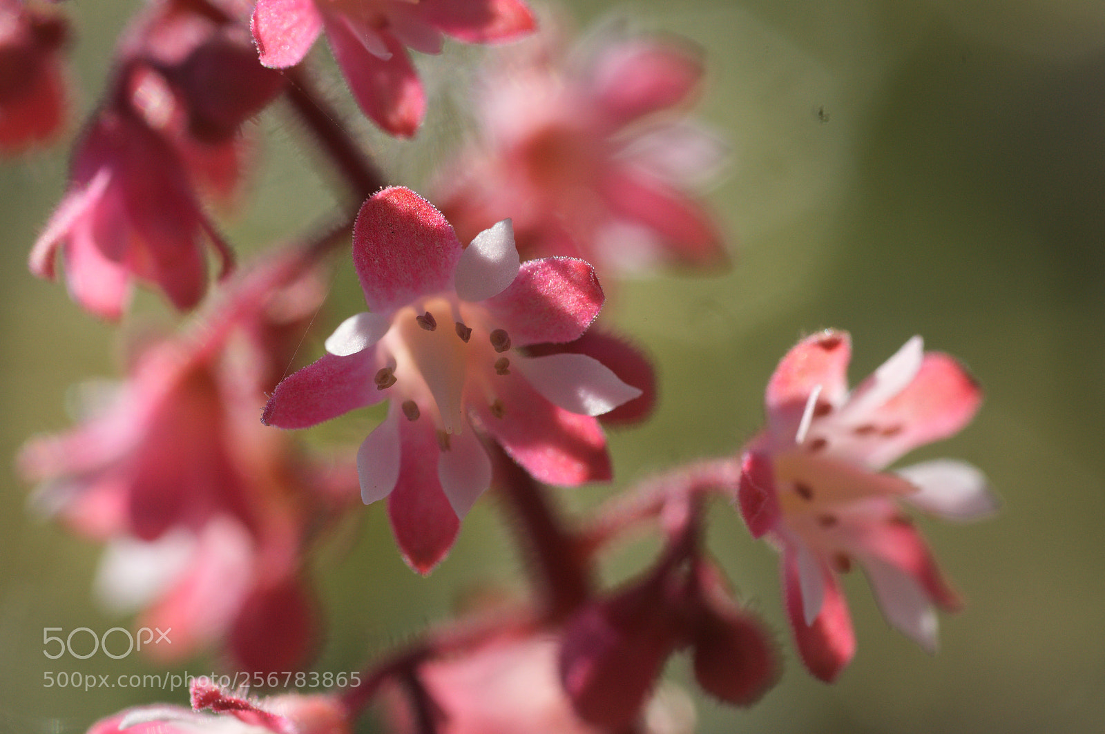 Sony SLT-A37 sample photo. Heuchera flower photography
