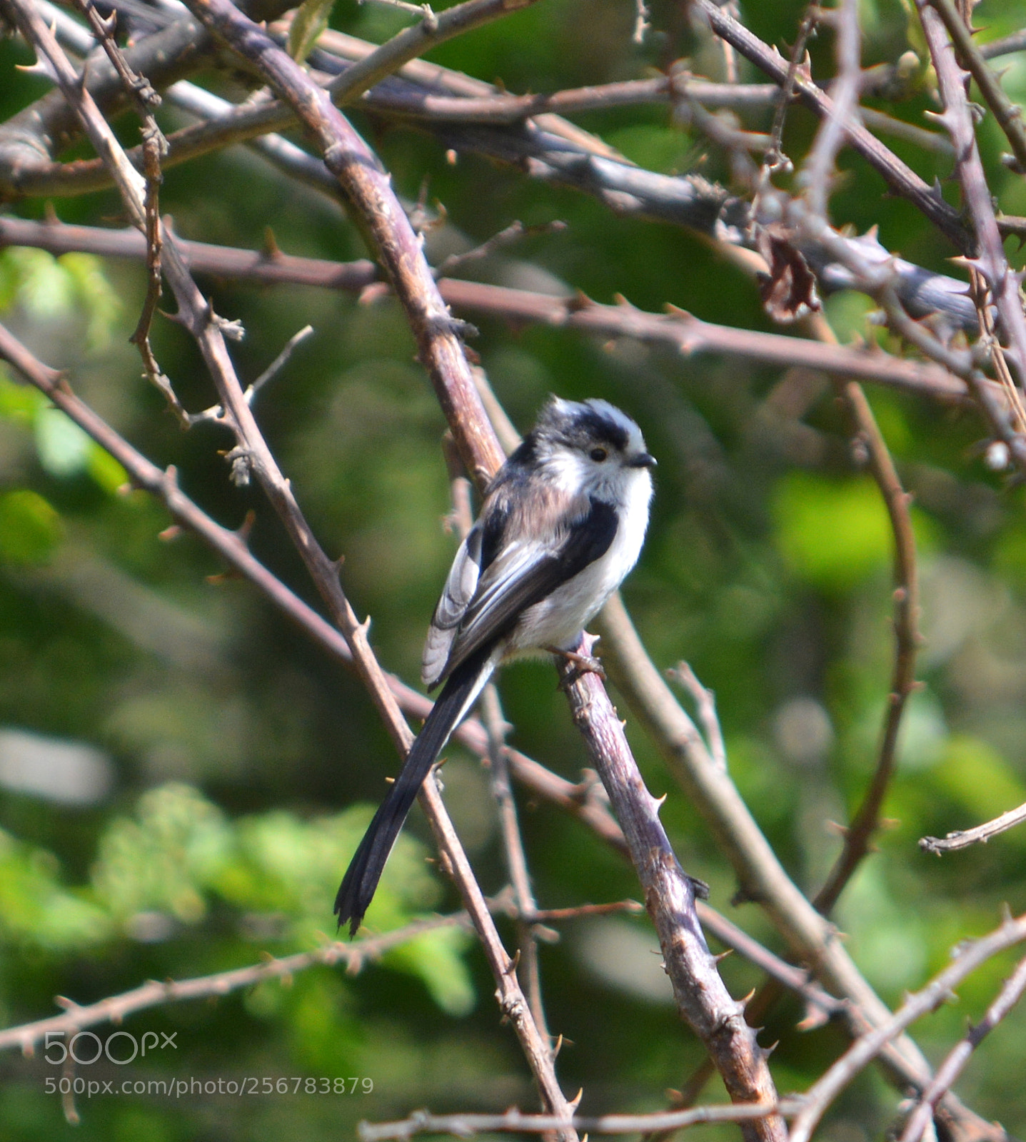 Nikon D3200 sample photo. Long-tailed tit photography