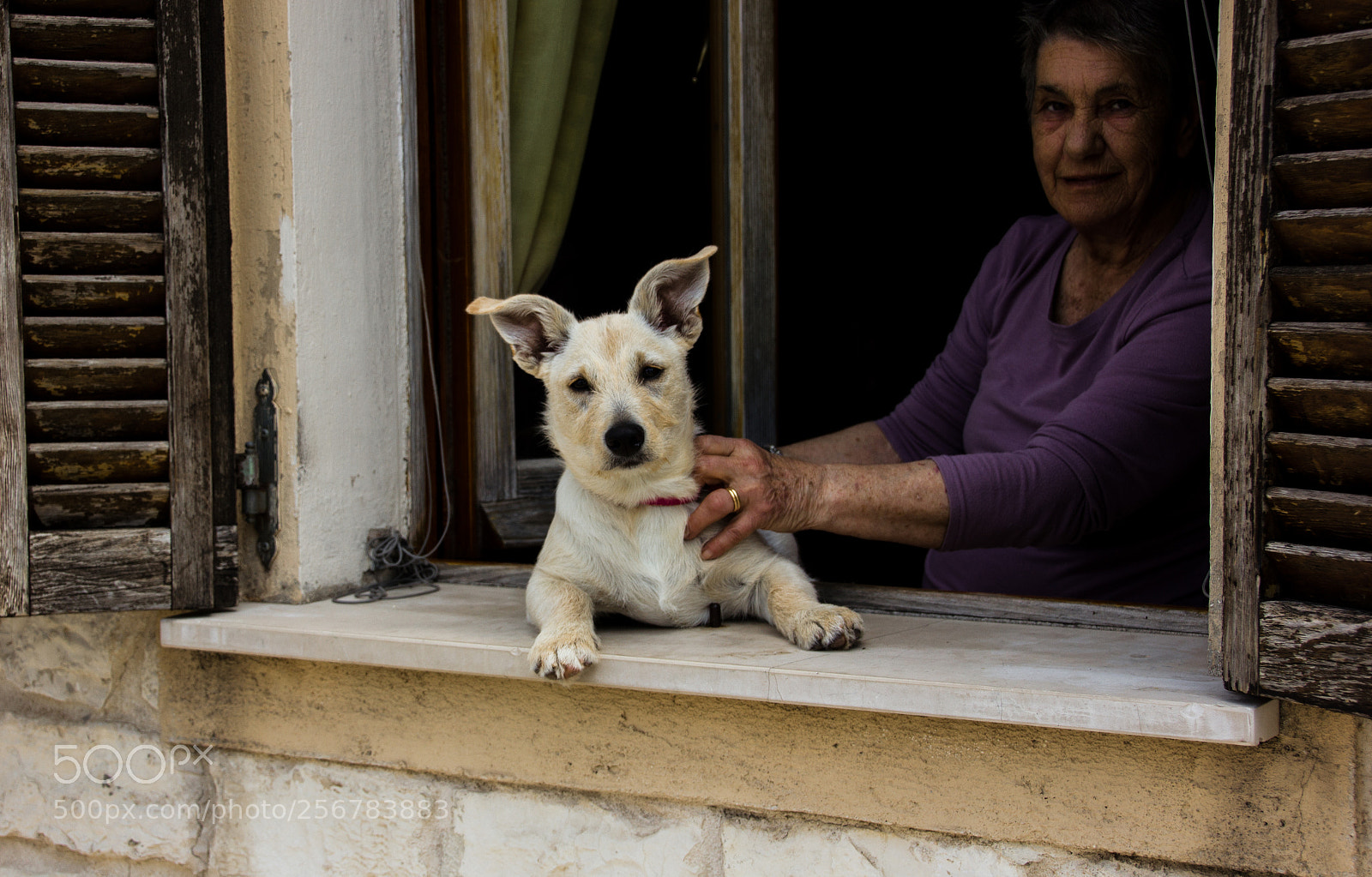 Canon EOS 550D (EOS Rebel T2i / EOS Kiss X4) sample photo. A dog's life photography