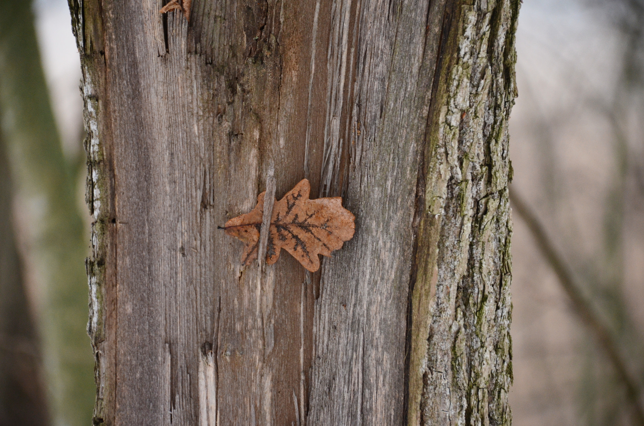 Nikon D5100 sample photo. Leaf photography