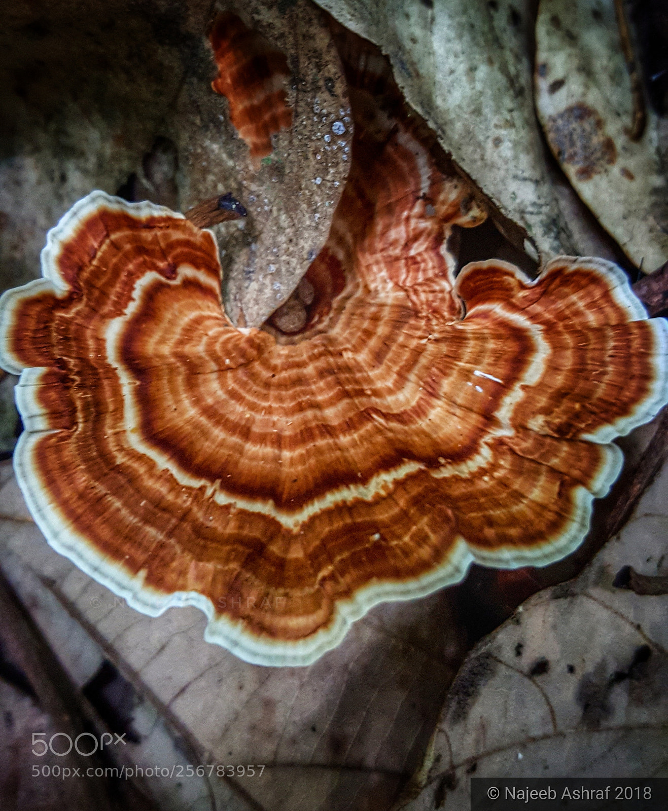 Samsung Galaxy S6 sample photo. Fungi mushroom. photography