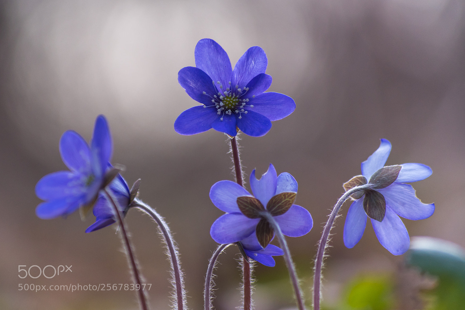 Nikon D7500 sample photo. Hepatica nobilis, (blåsippa) photography