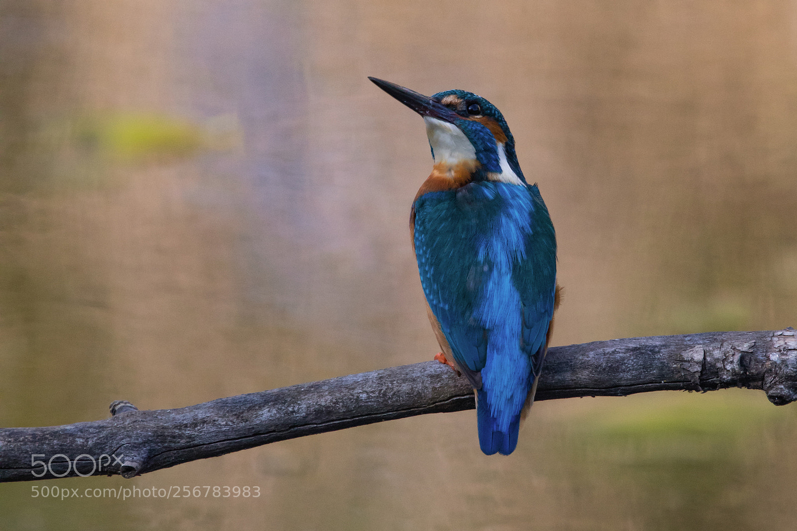 Canon EOS 5D Mark IV sample photo. Kingfisher on branch at photography