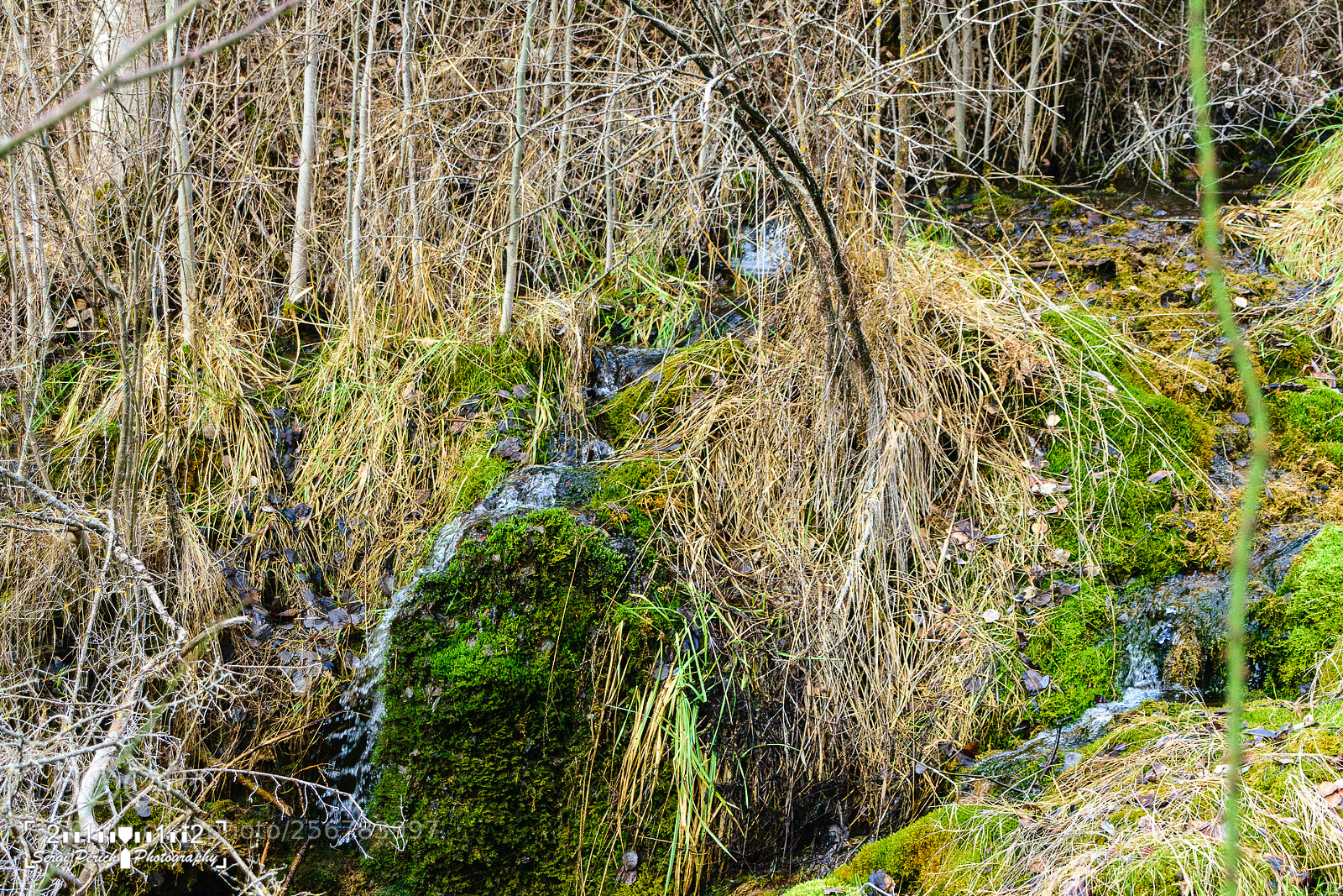 Nikon D3300 sample photo. Tragacete photography