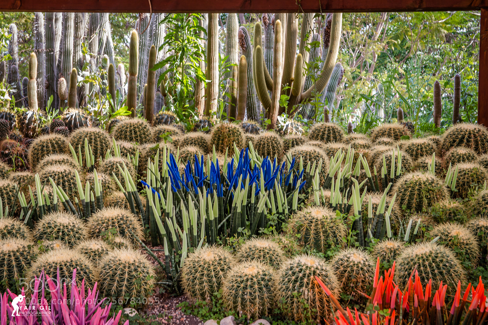 Canon EOS 70D sample photo. Among the thorns photography