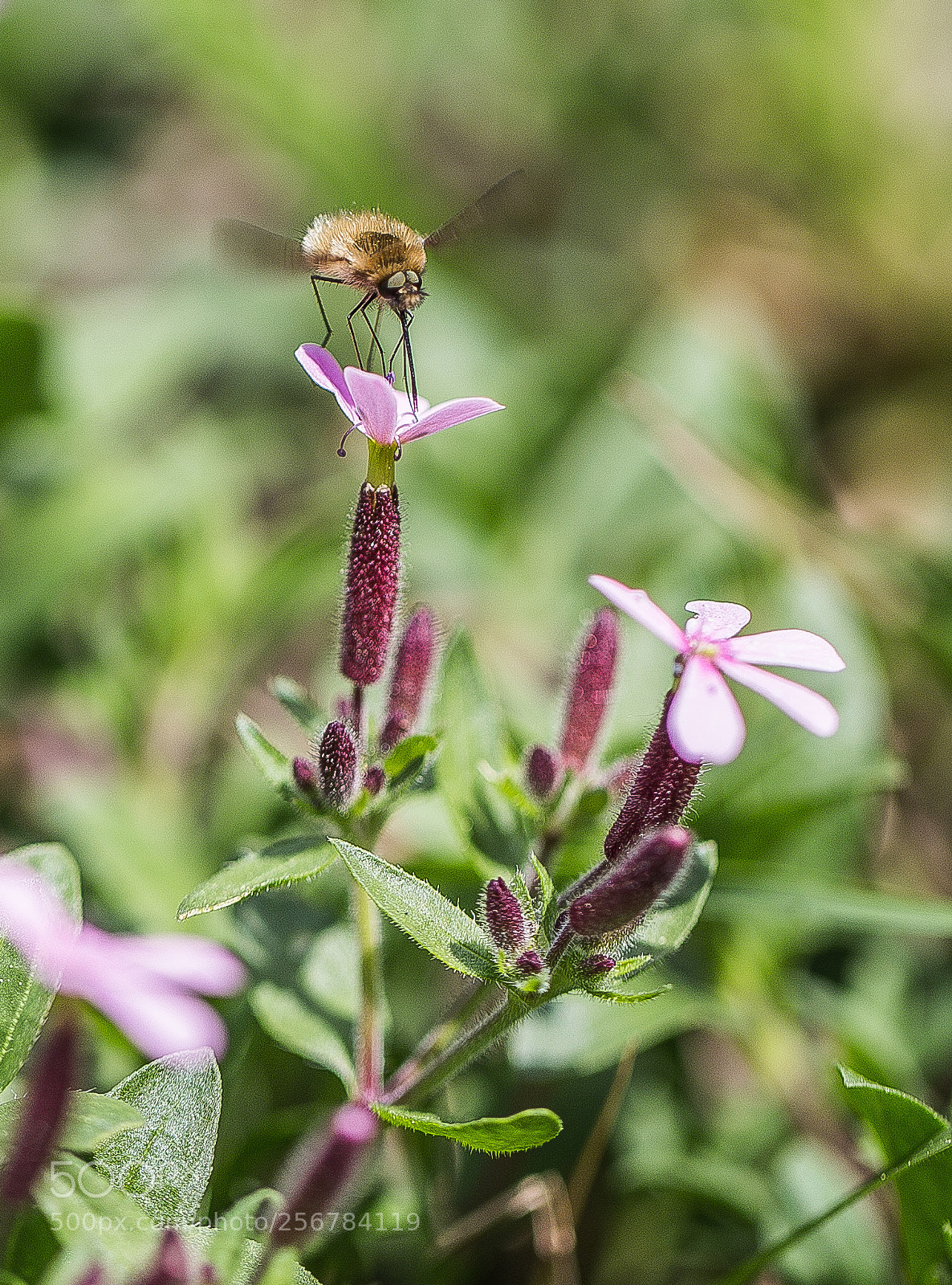 Canon EOS 6D sample photo. Grand bombyle photography