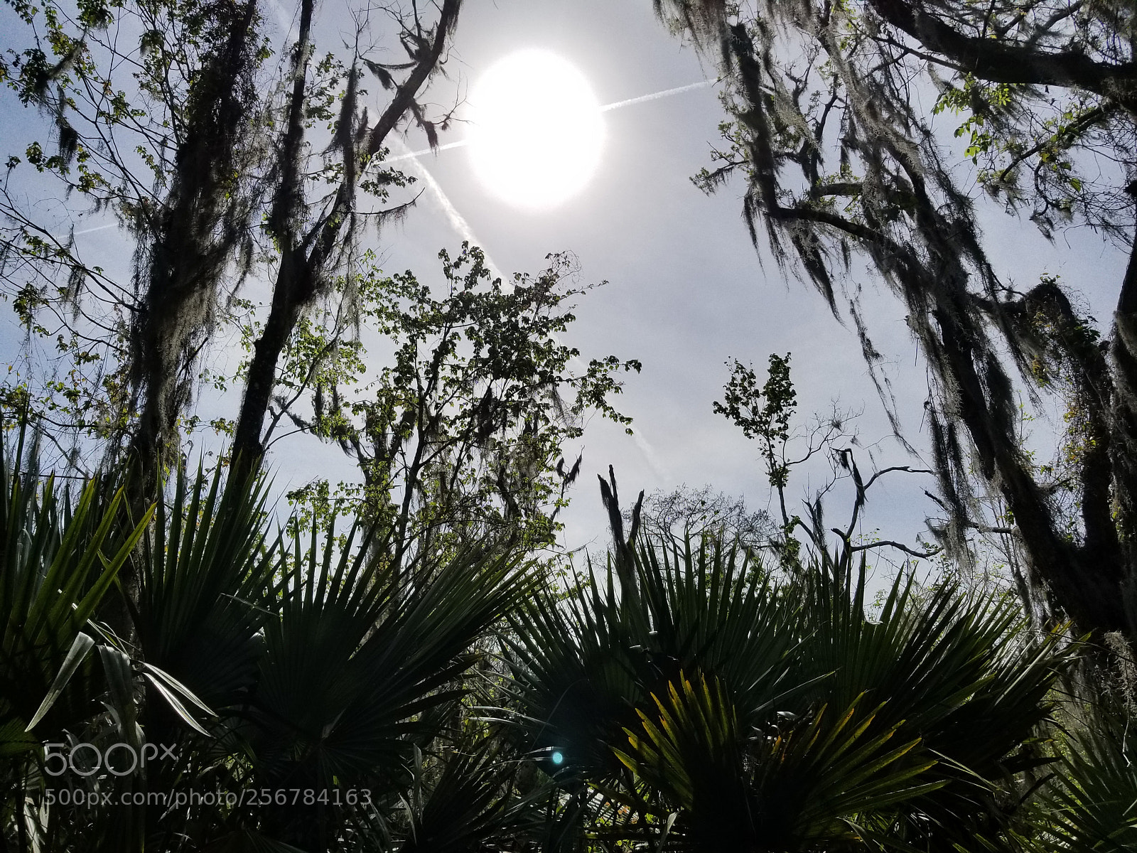 Samsung Galaxy S8+ sample photo. Bright sun on trail photography