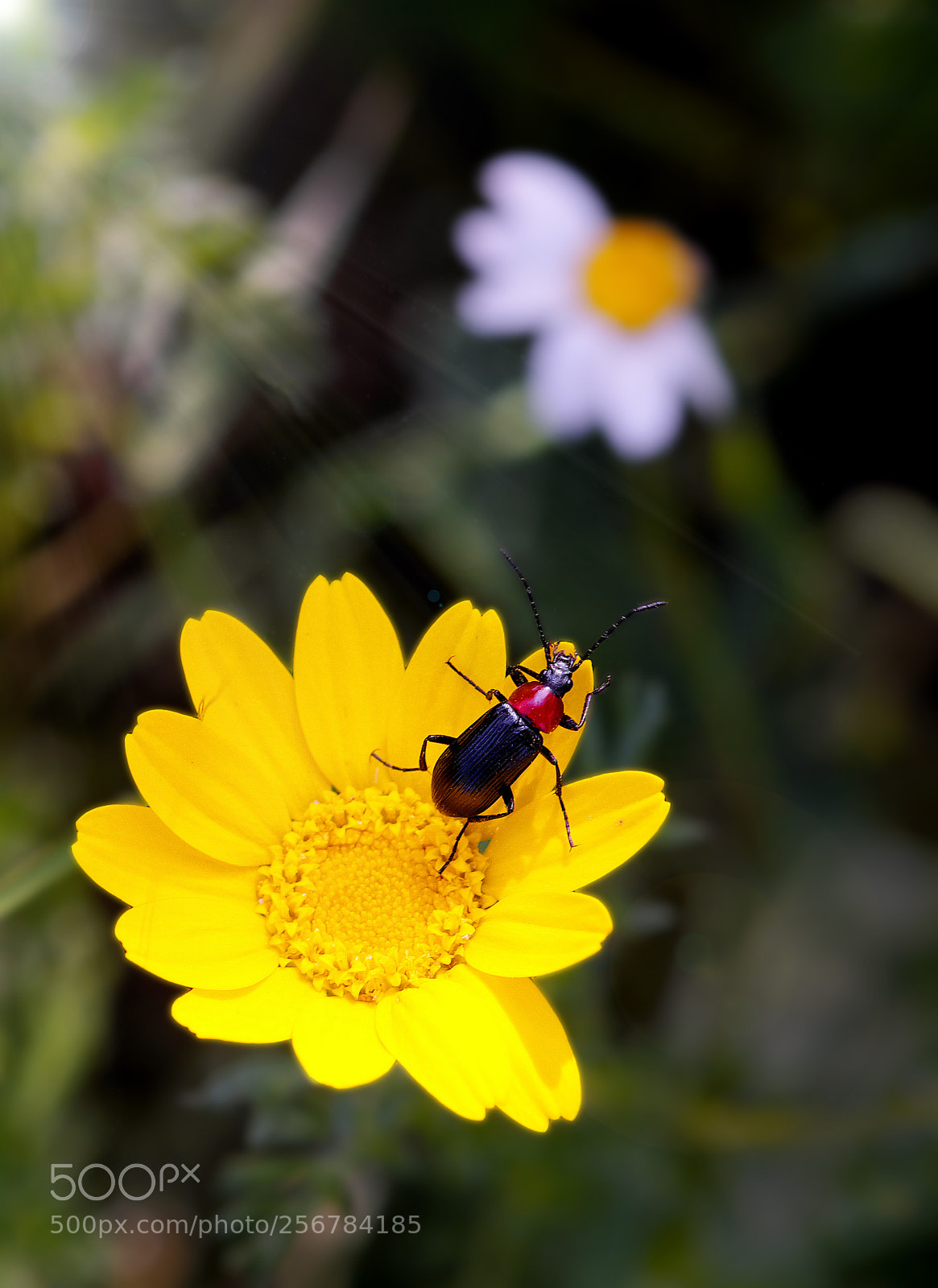 Fujifilm X-M1 sample photo. Sun-bull beatle photography