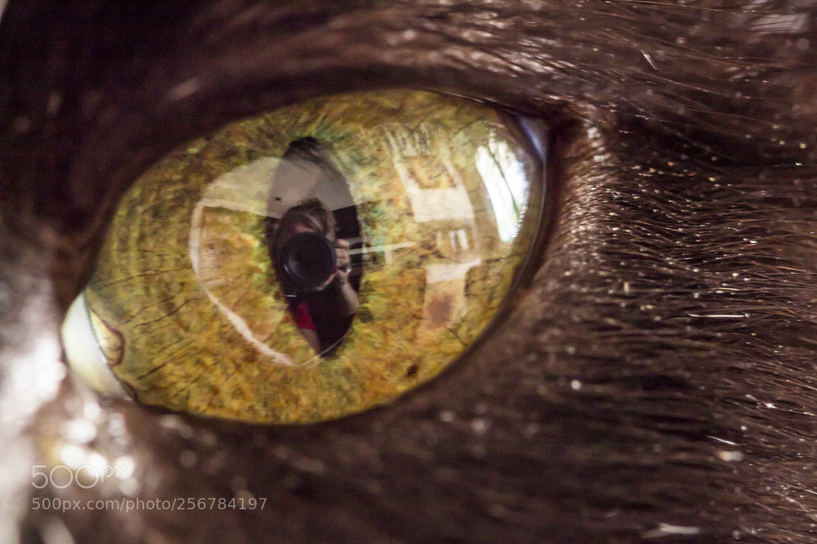 Canon EOS 1300D (EOS Rebel T6 / EOS Kiss X80) sample photo. Eye of the cat photography