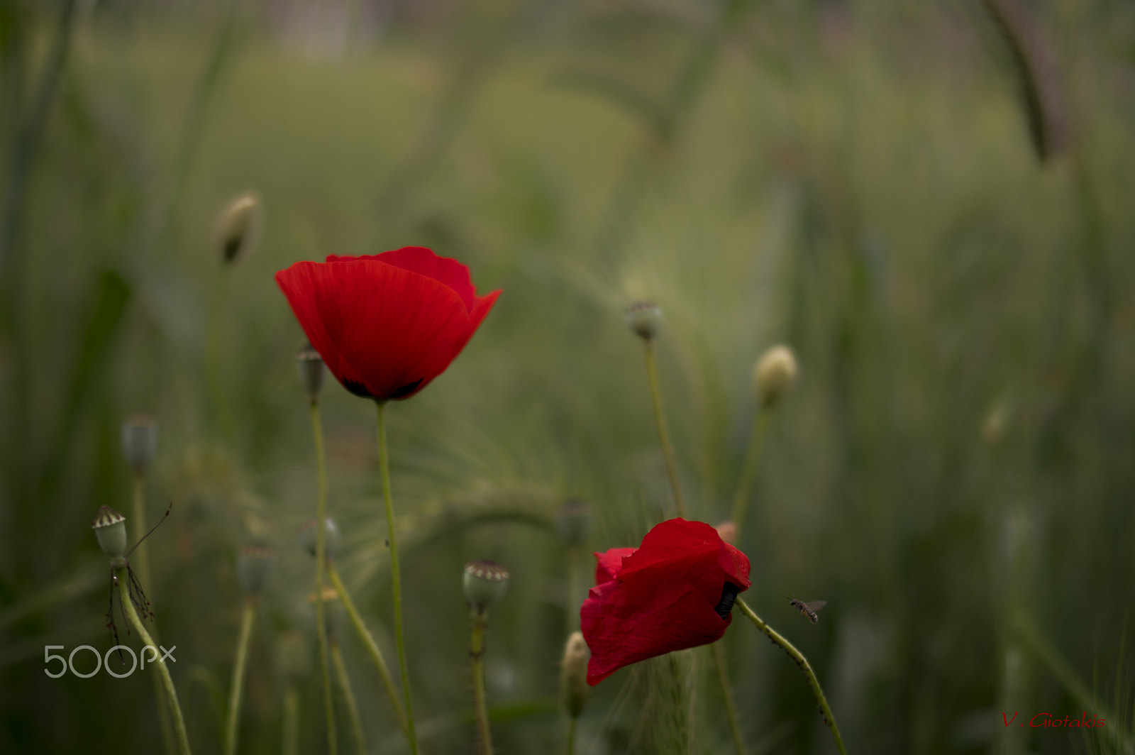 Pentax KP sample photo. Papaver photography