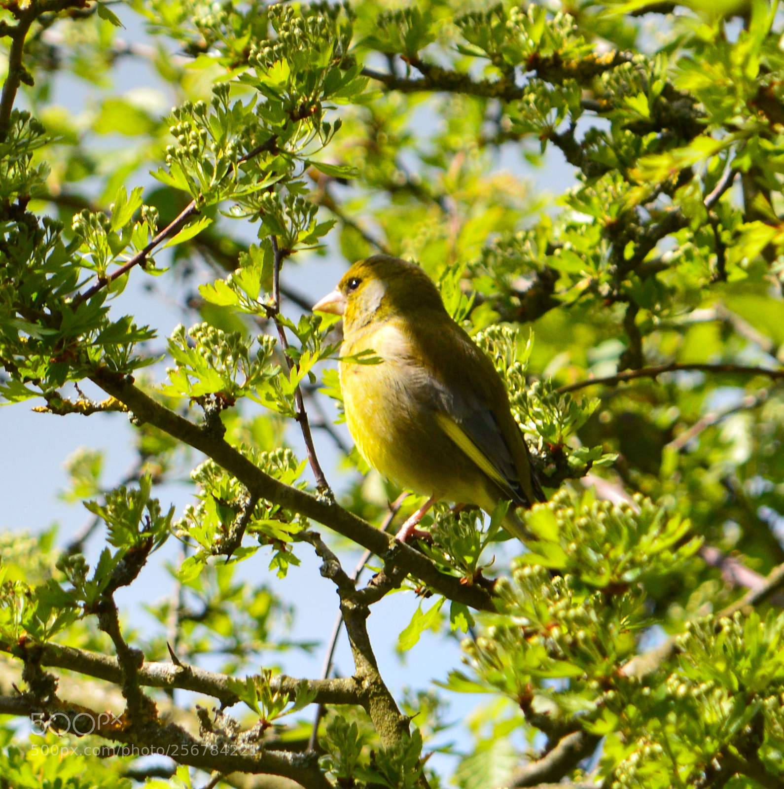 Nikon D3200 sample photo. Greenfinch photography