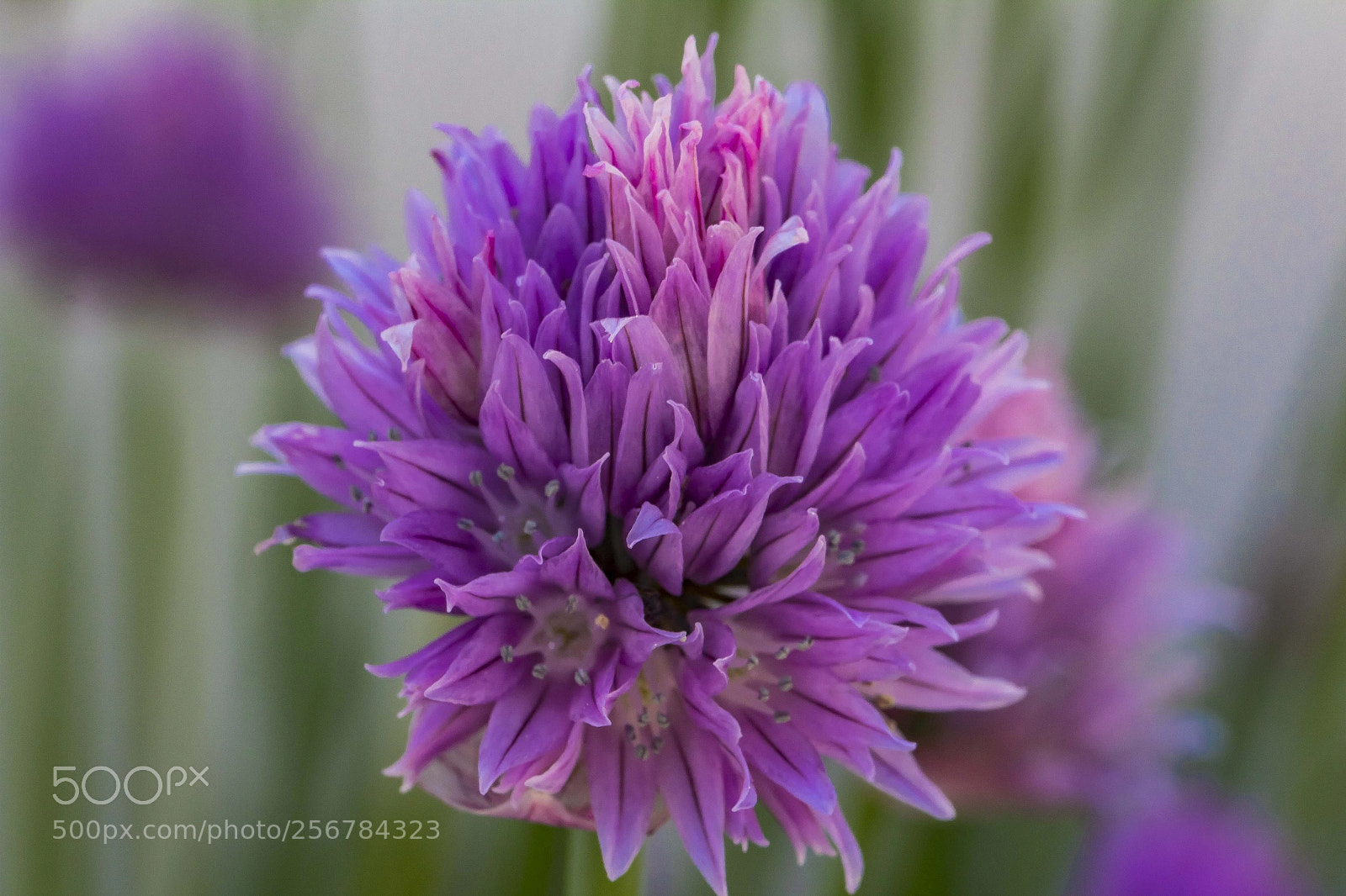 Canon EOS 1300D (EOS Rebel T6 / EOS Kiss X80) sample photo. Garlic flower photography