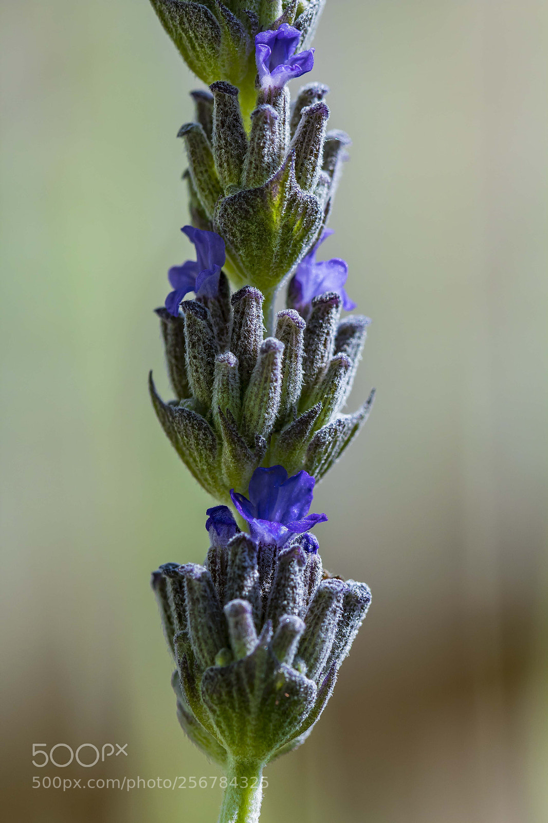 Canon EOS 1300D (EOS Rebel T6 / EOS Kiss X80) sample photo. Lavender photography