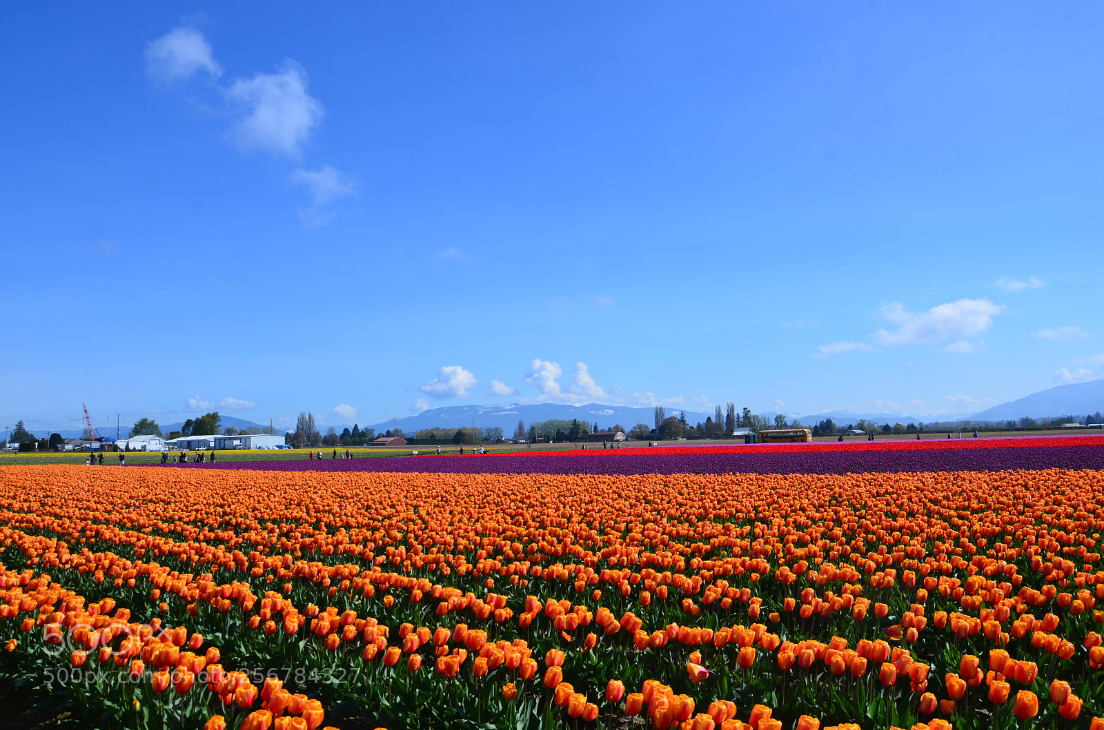 Nikon D7000 sample photo. Skagit valley tulip festival photography