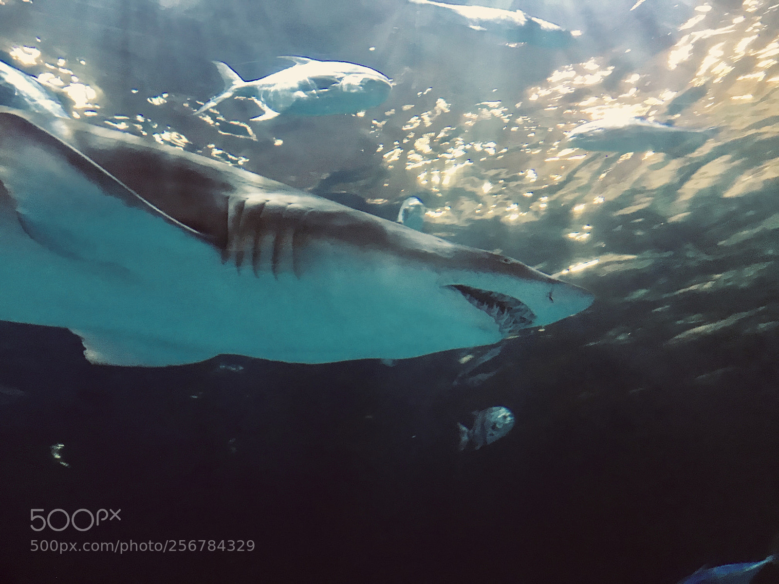 Apple iPhone 7 Plus sample photo. Shark photography