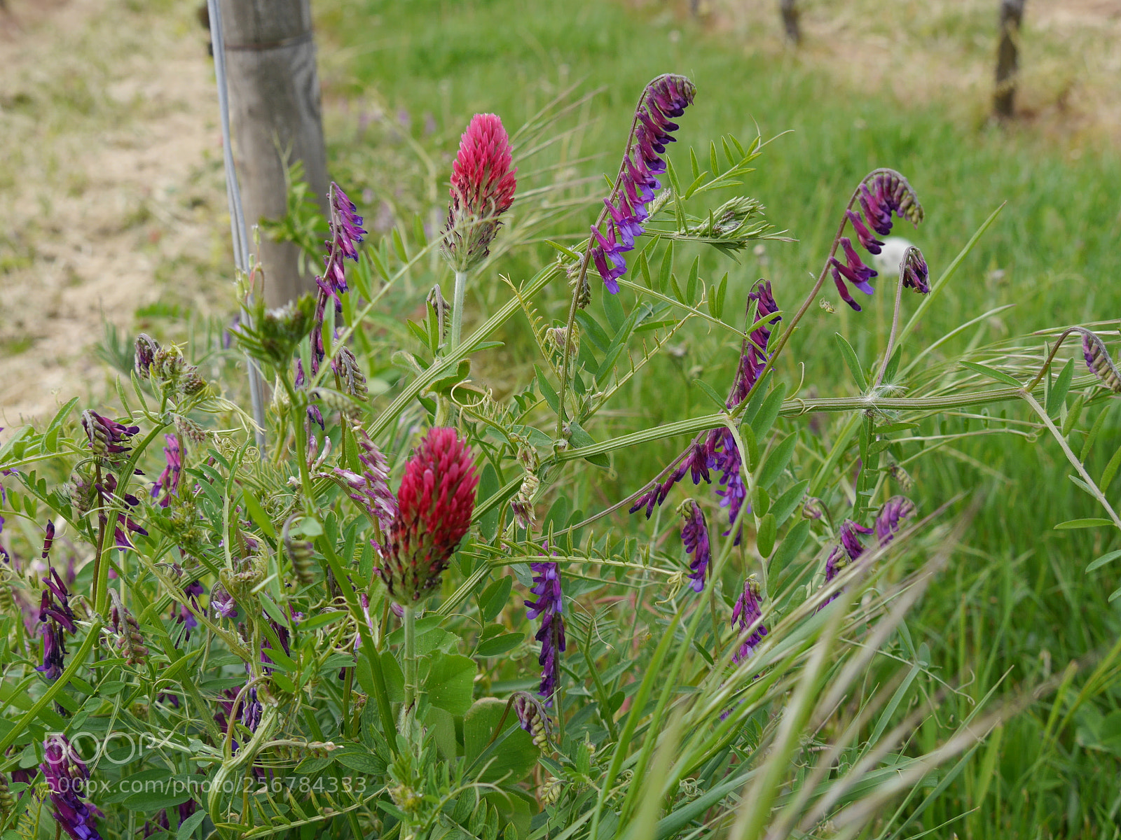 Panasonic Lumix DMC-G6 sample photo. Frühlingsblumen im weinberg photography