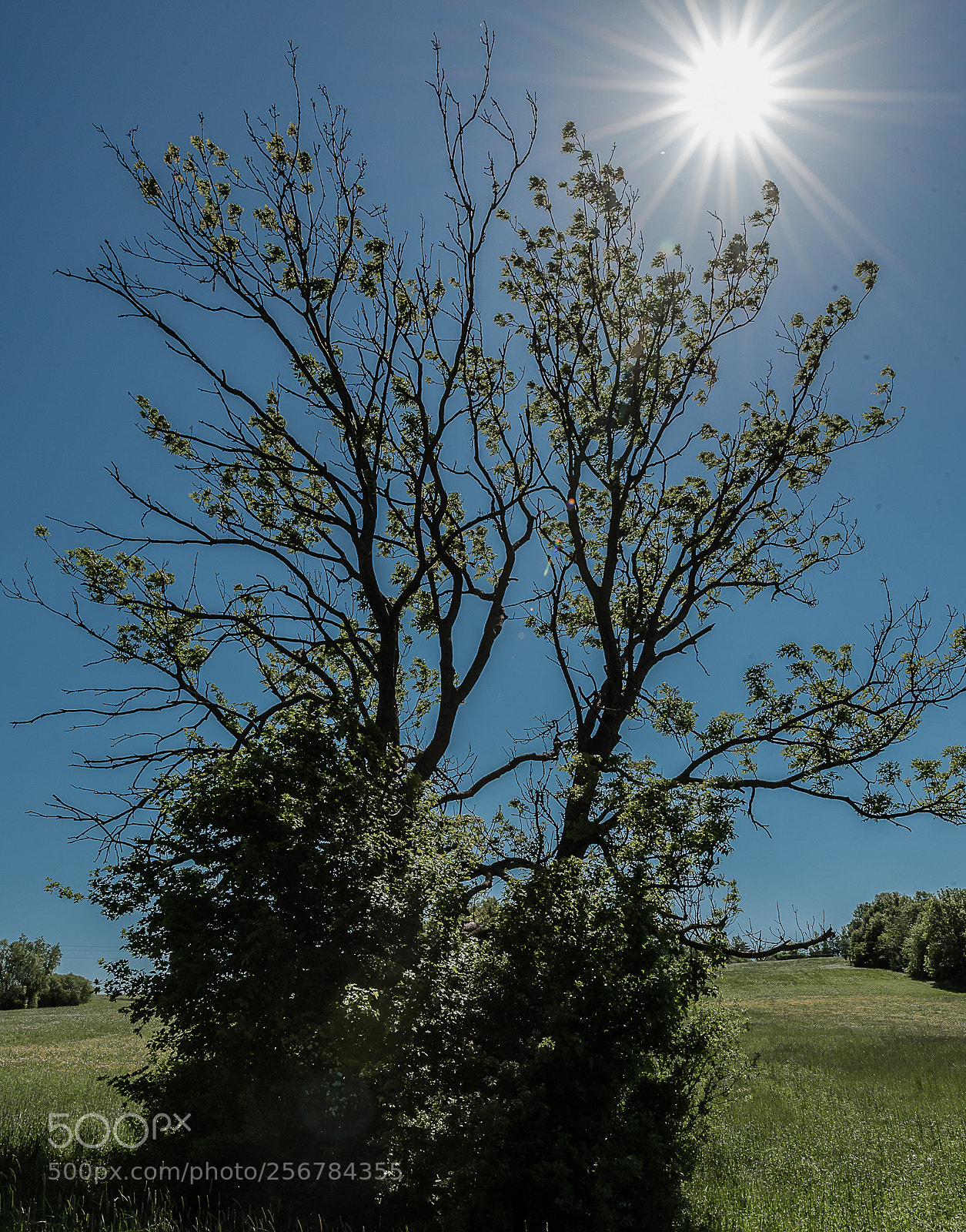 Nikon D750 sample photo. Sun photography