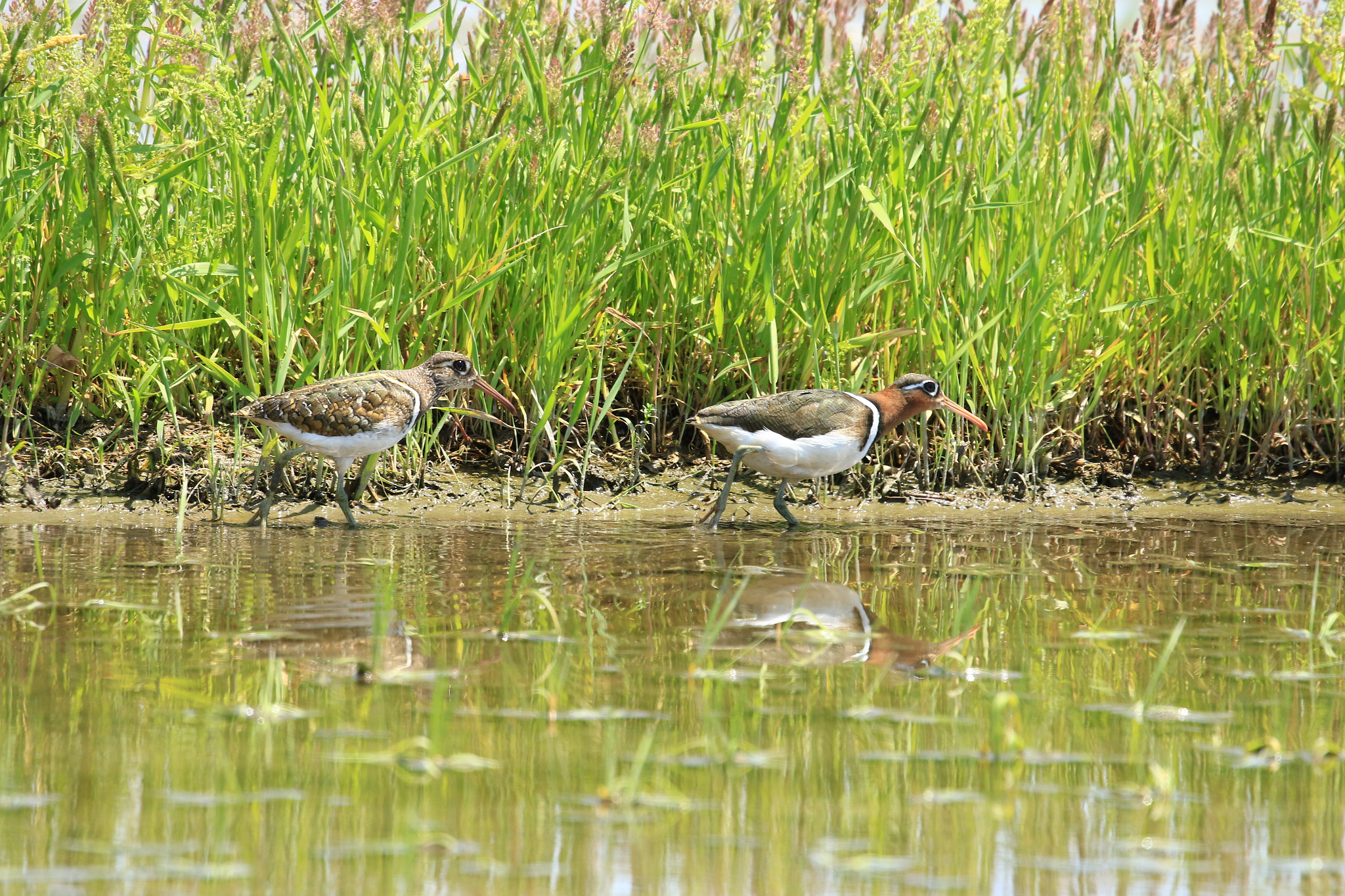 Canon EOS 7D Mark II sample photo. タマシギ夫婦 greater painted snipe photography