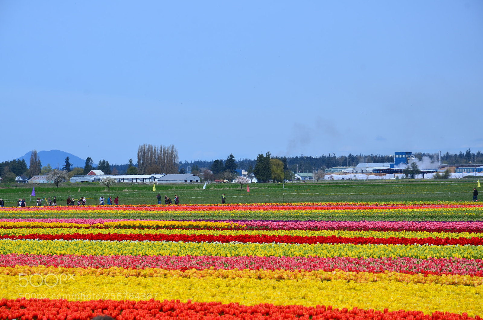 Nikon D7000 sample photo. Skagit valley tulip festival photography