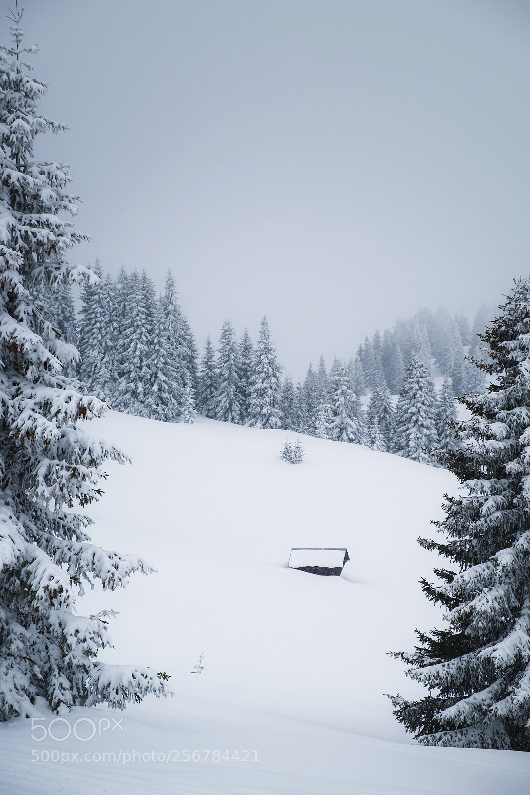 Fujifilm X-E1 sample photo. Buried in snow photography