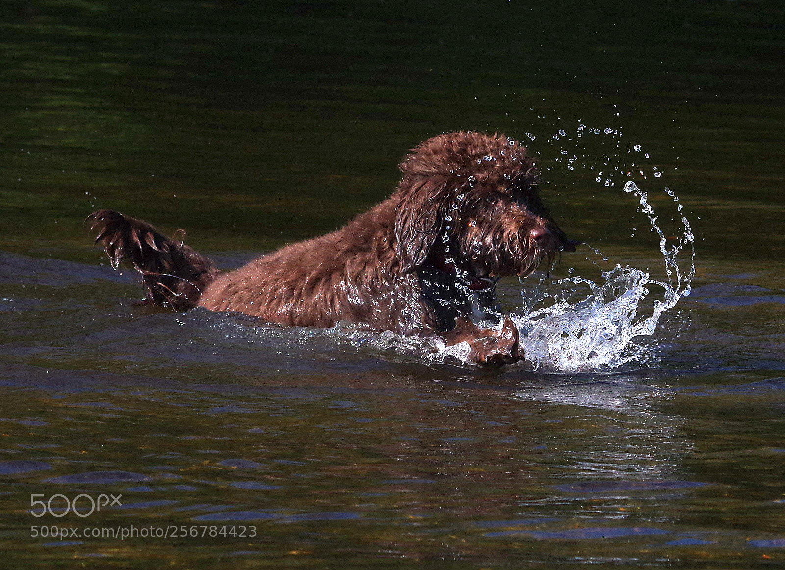 Pentax K-3 sample photo. Splashing dog photography